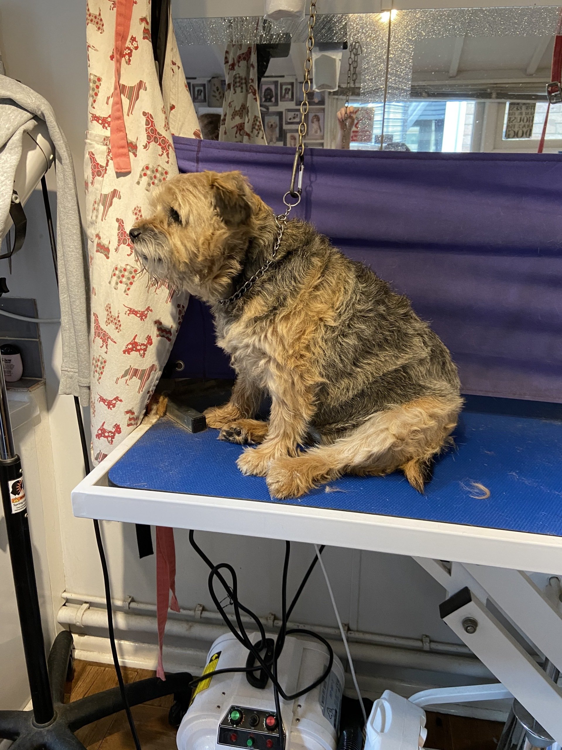 Adult Groom Dog Grooming Southampton Plush Puppies