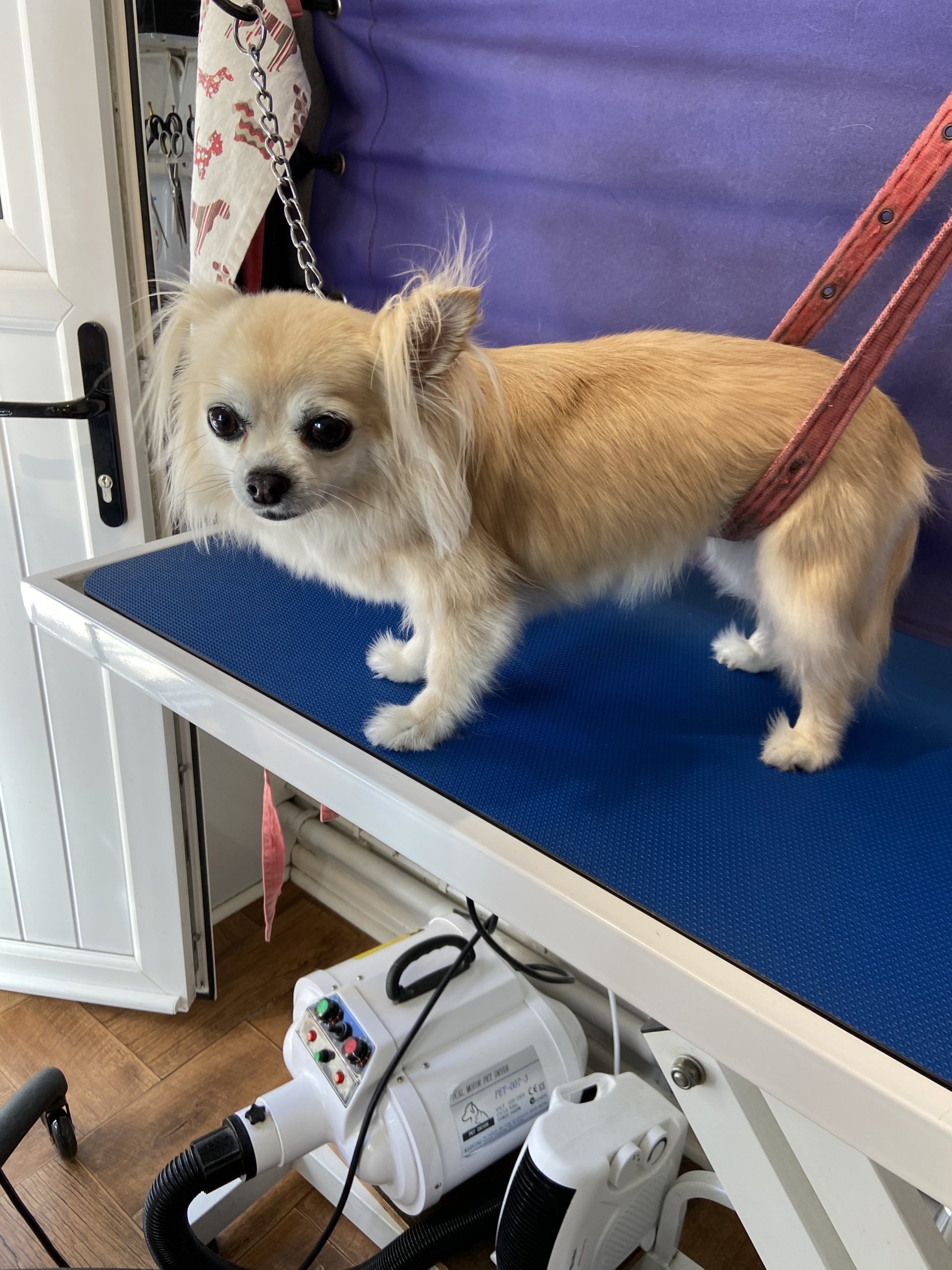 Dog Grooming Southampton Plush Puppies