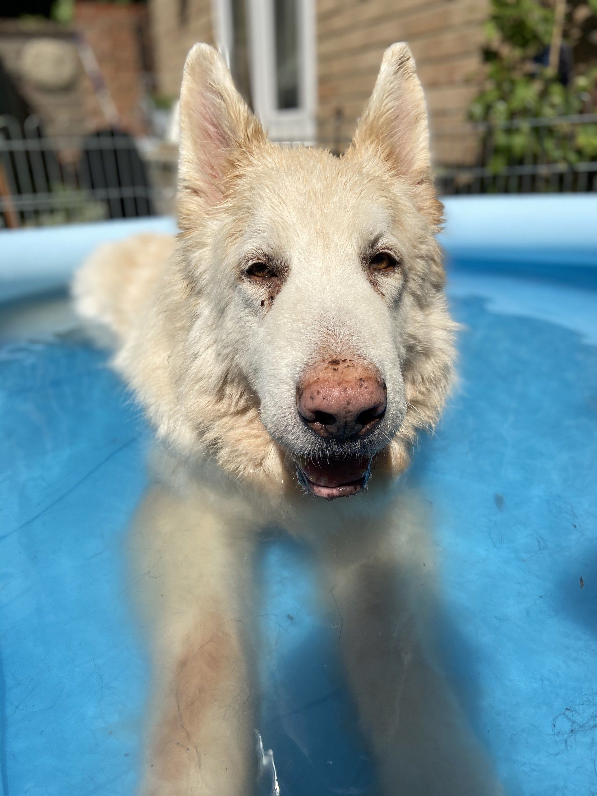 happy samoyed