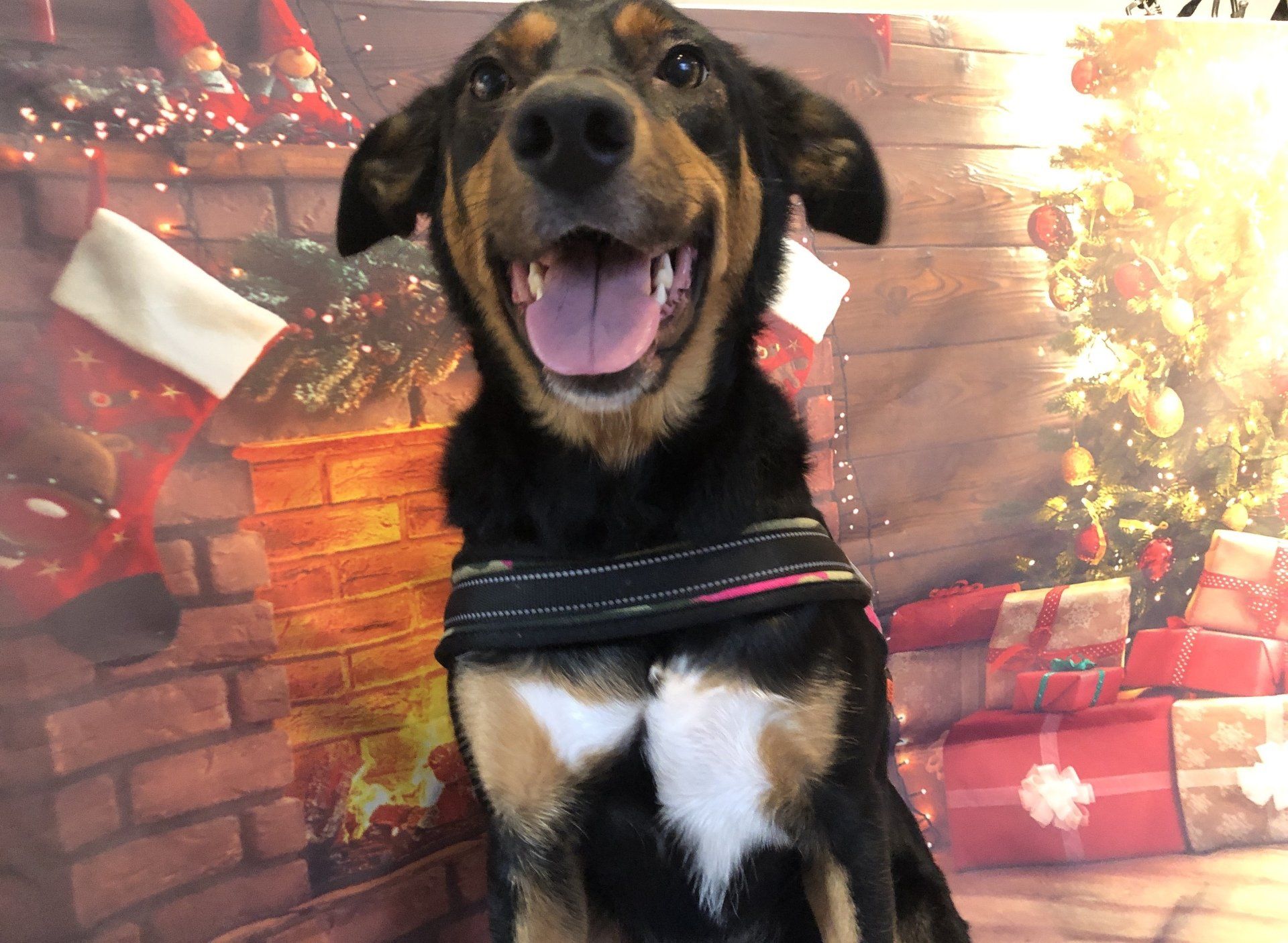 happy dog