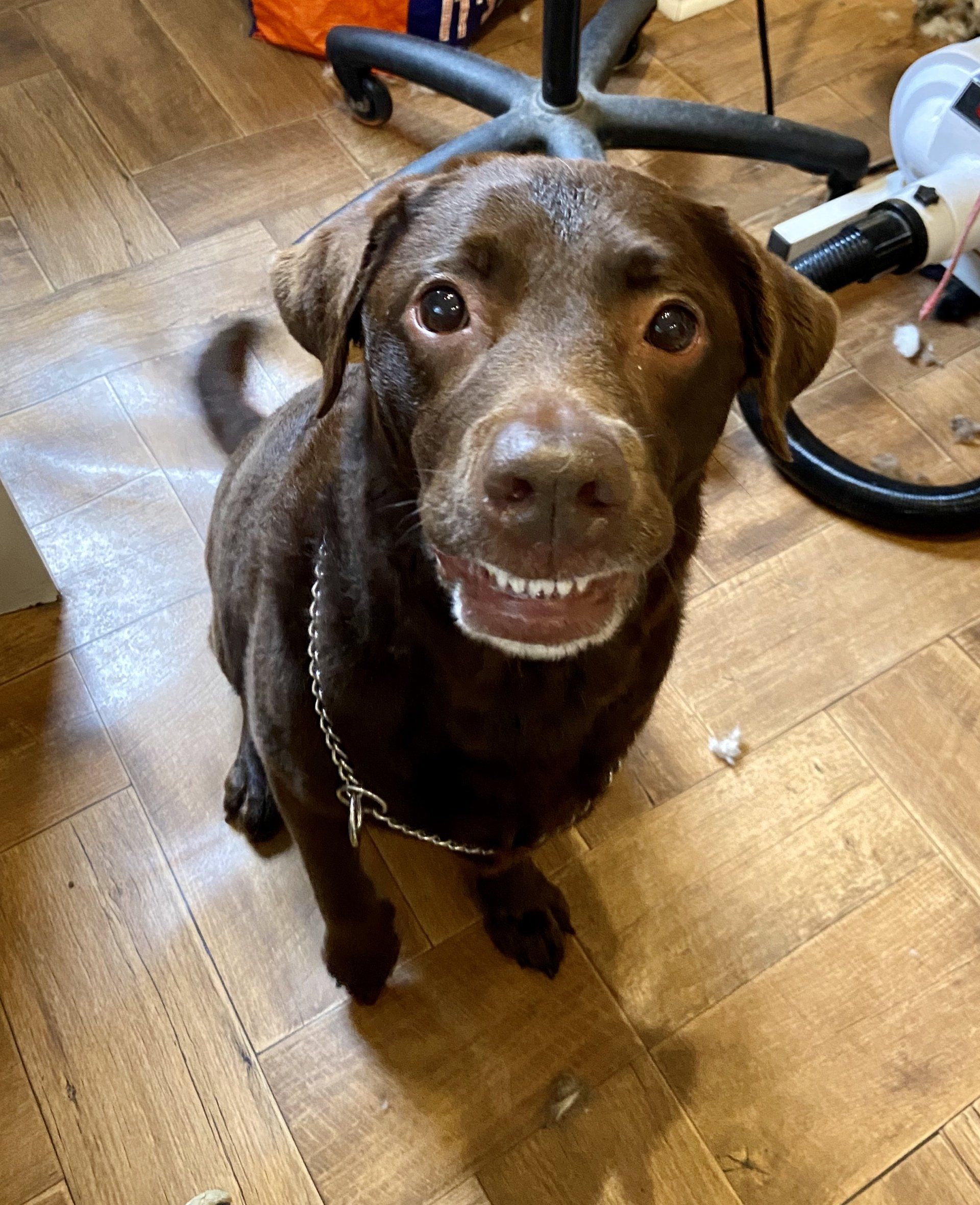smiley dog