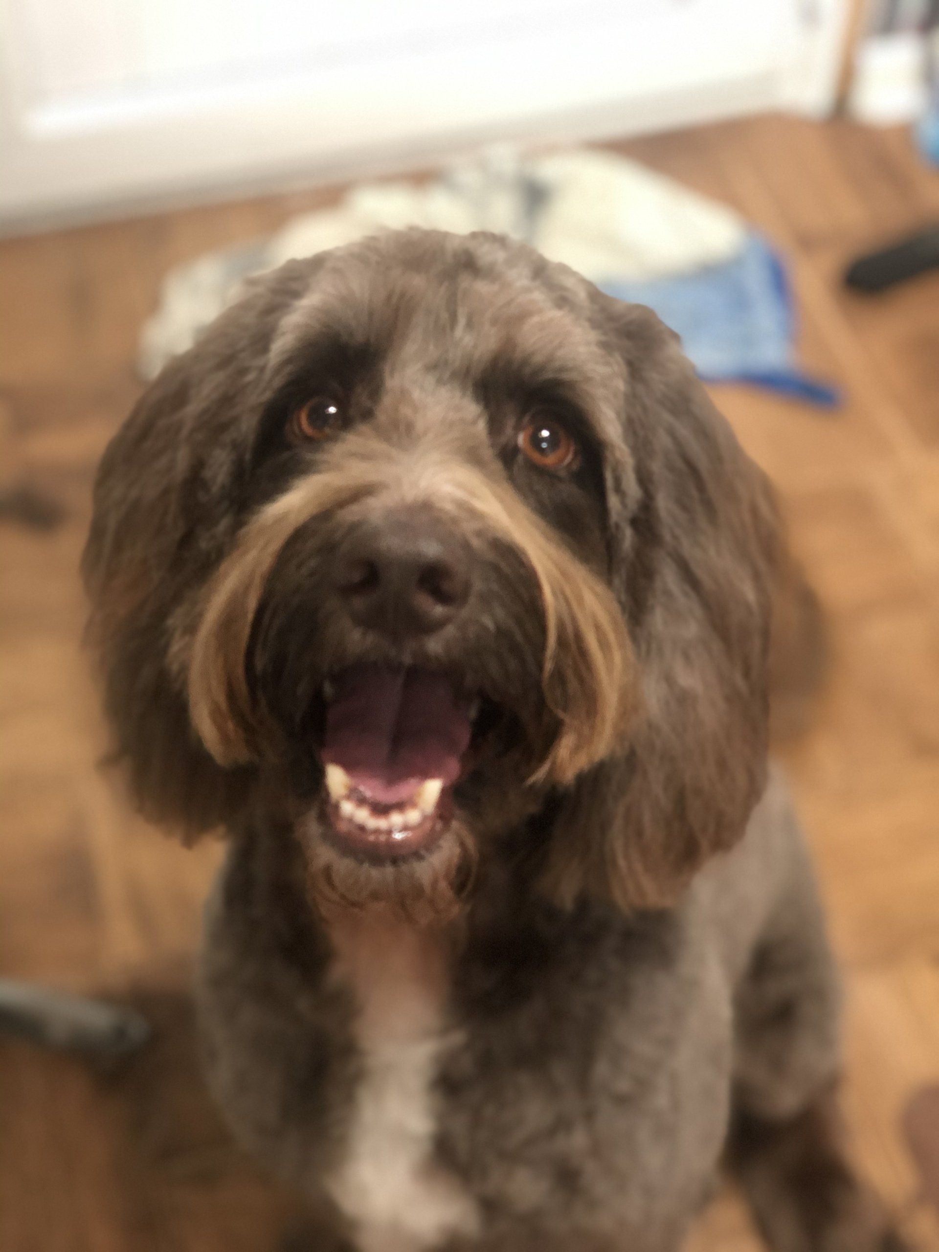 smiley dog