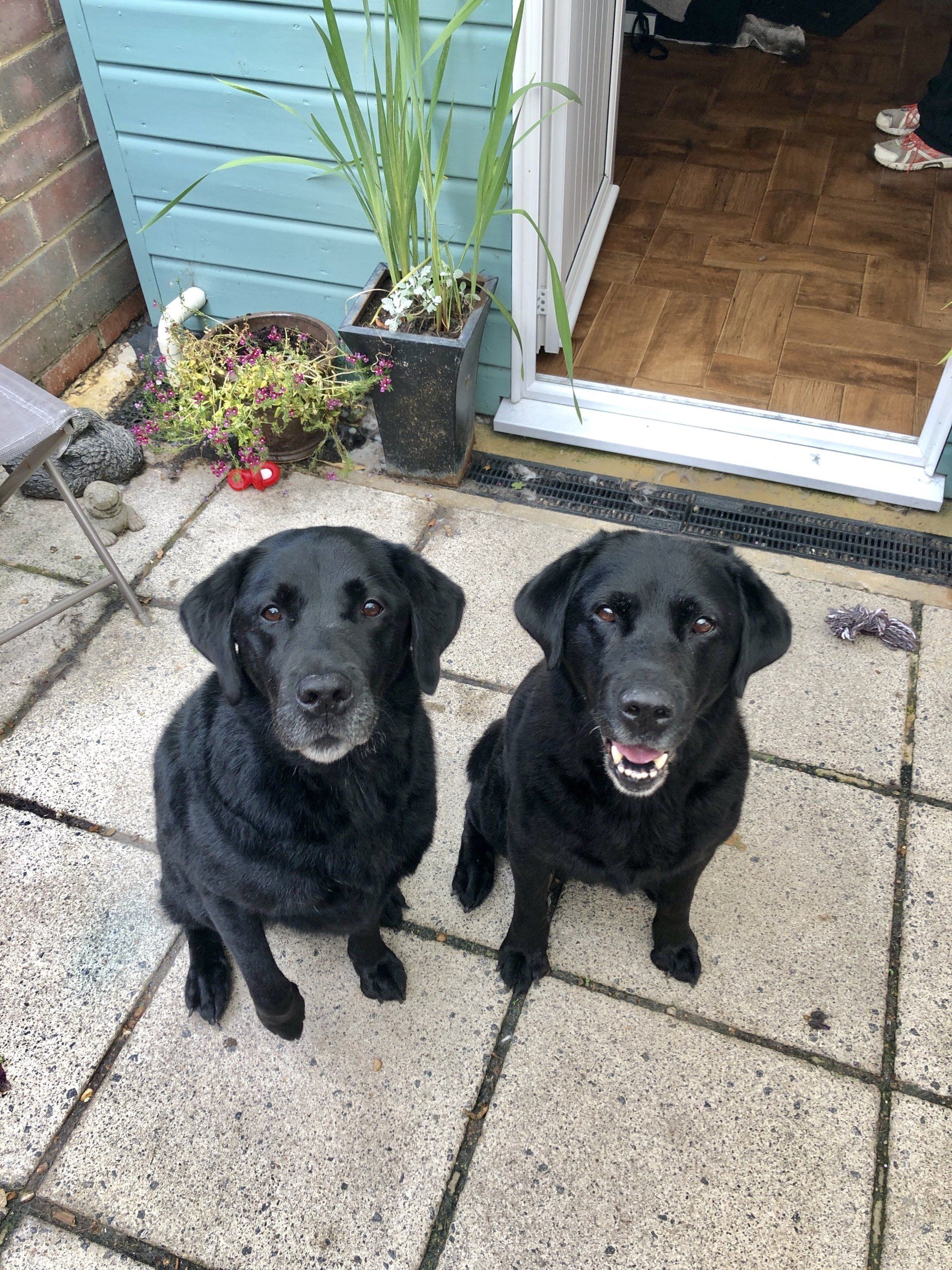 happy pups