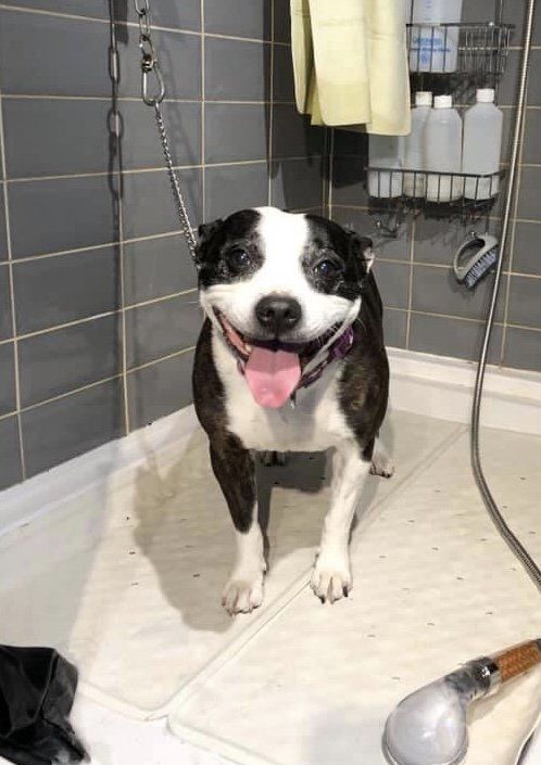 grinning dog