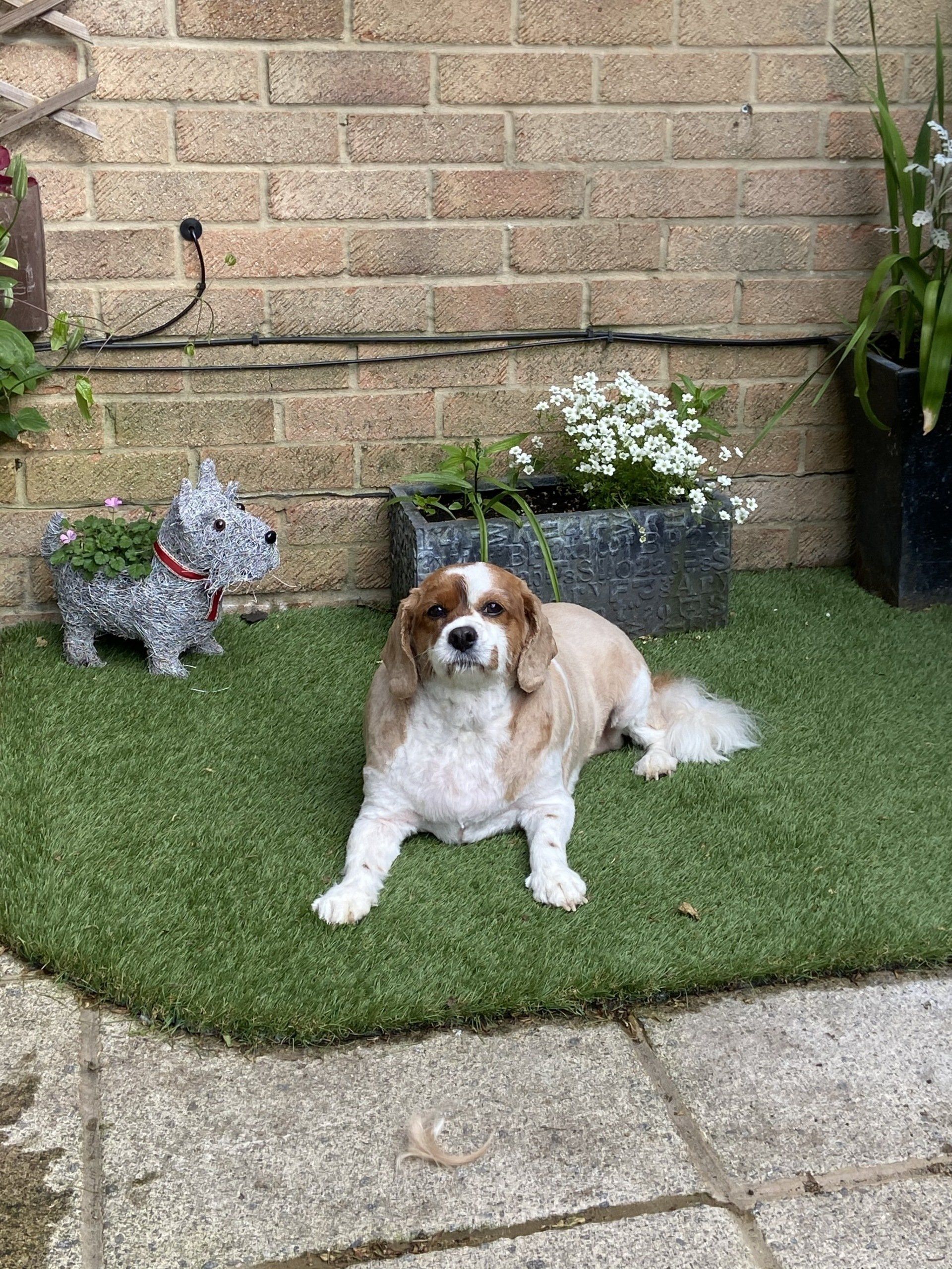 happy relaxed dog