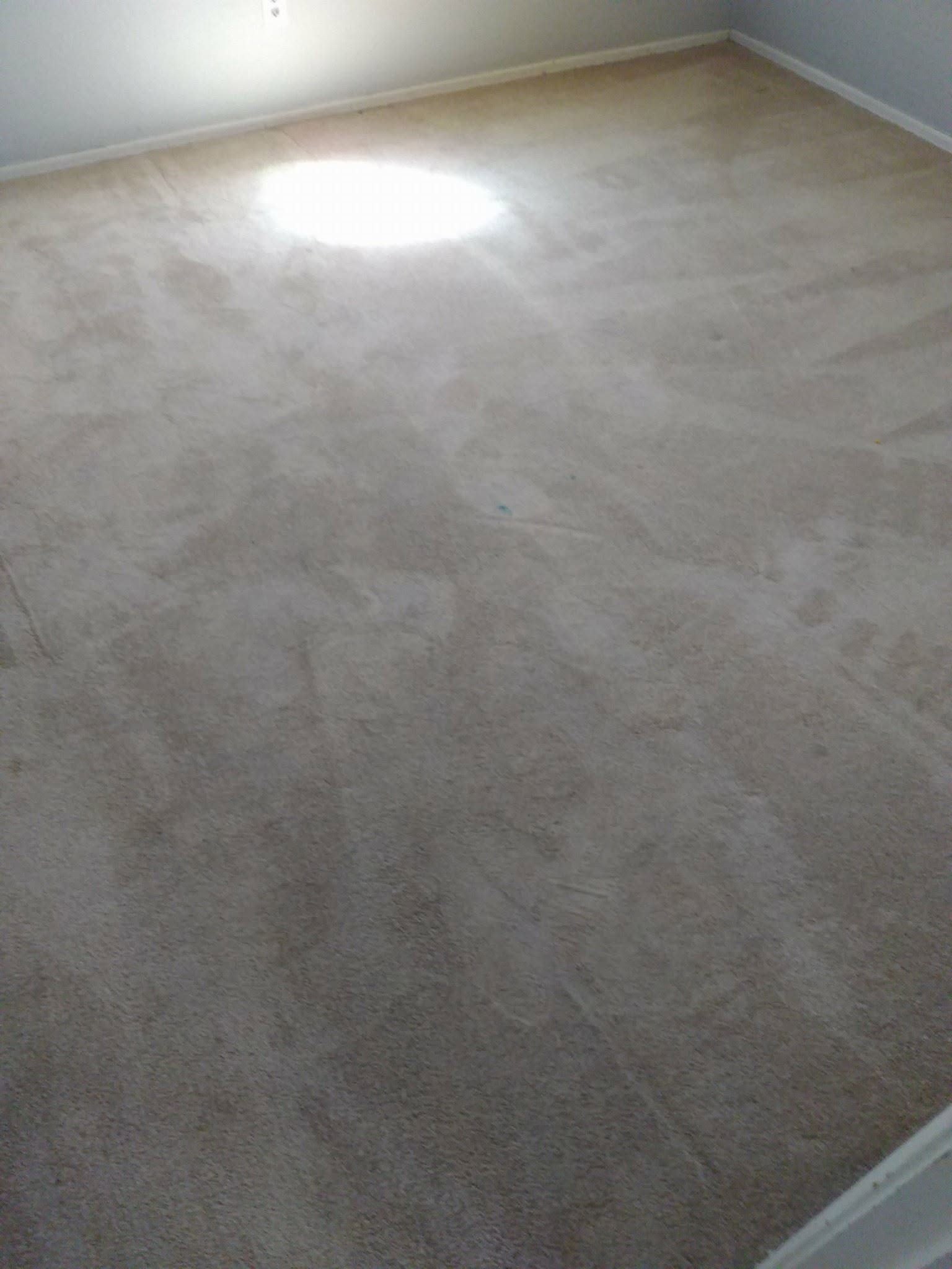 Empty carpeted room with light gray walls and bright sunlight on the floor