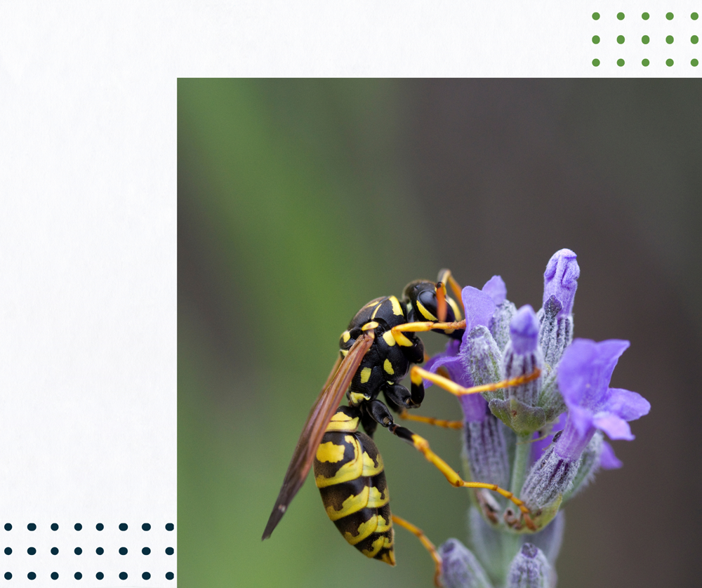 a wasp is sitting on a purple flower .