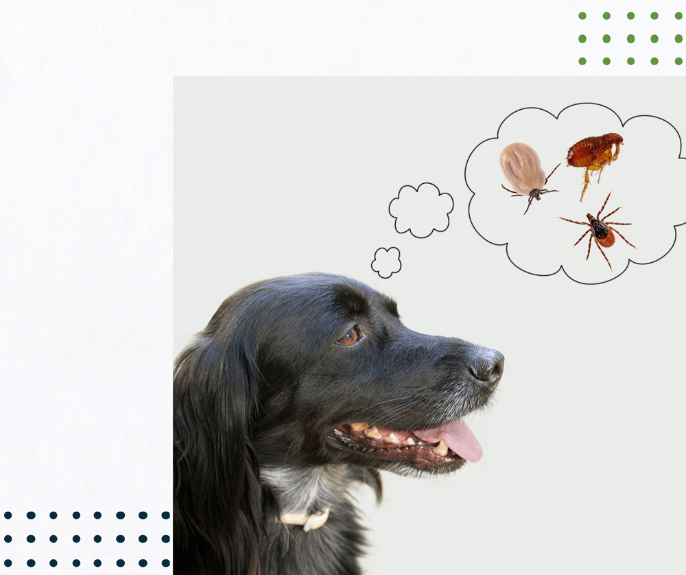 a black dog is thinking about fleas and ticks in a thought bubble .