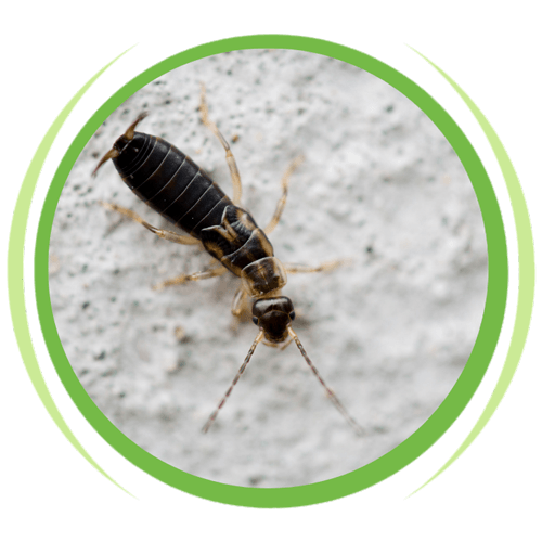 a small black bug is sitting on a white surface in a green circle .