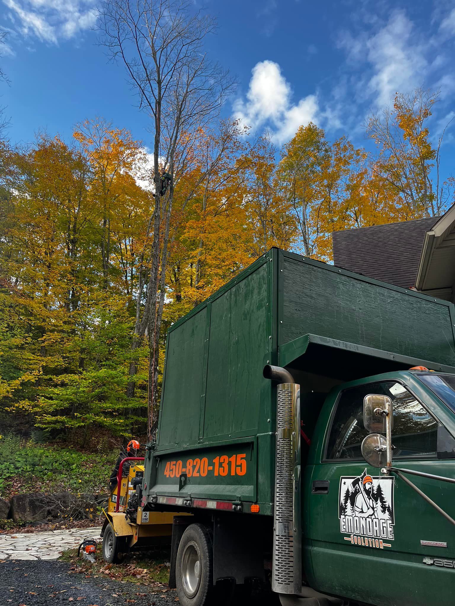 Green tree removal truck near tree with autumn foliage. Sunny day.