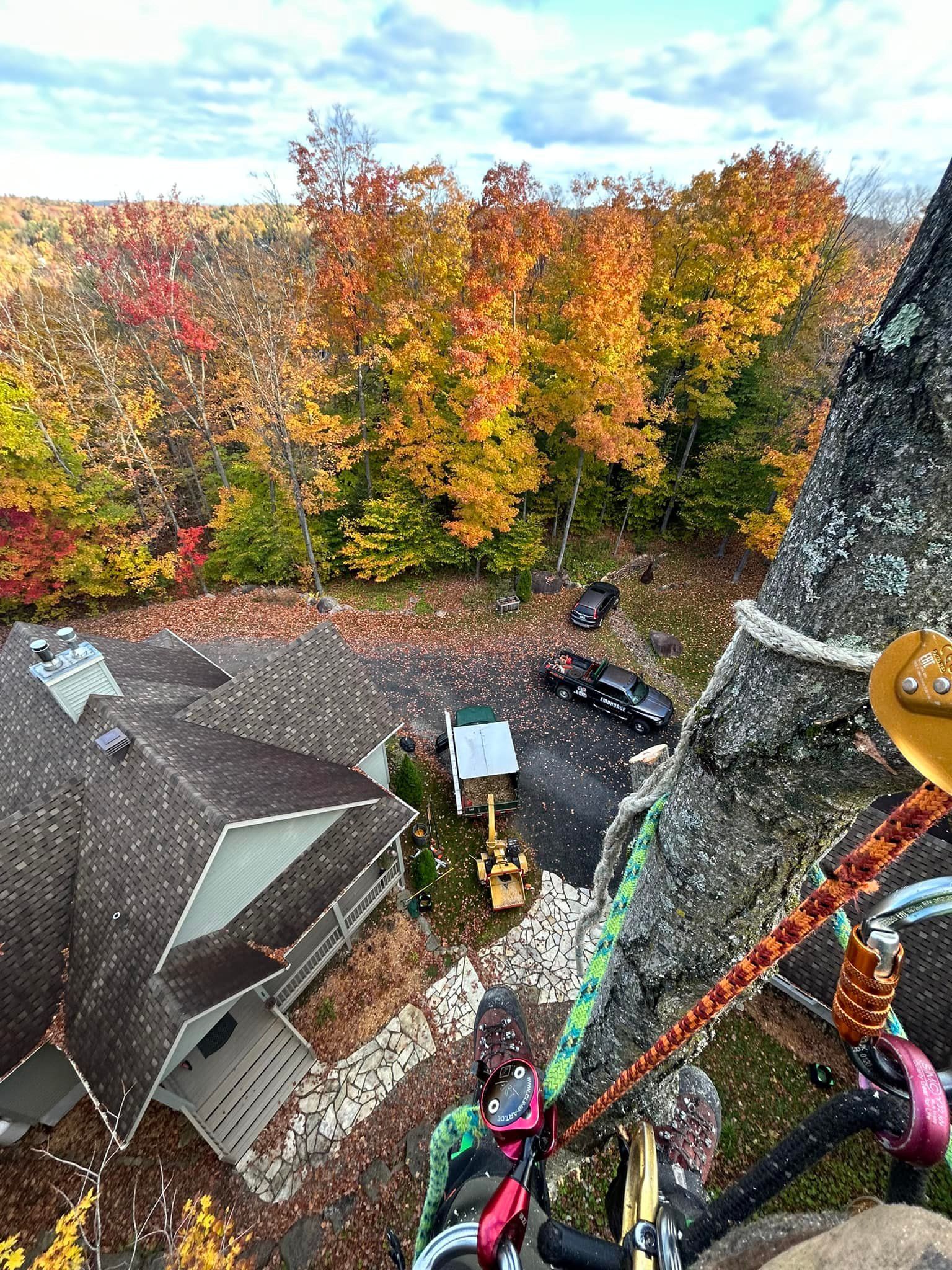Person climbing a tree, view of buildings and autumn foliage below.