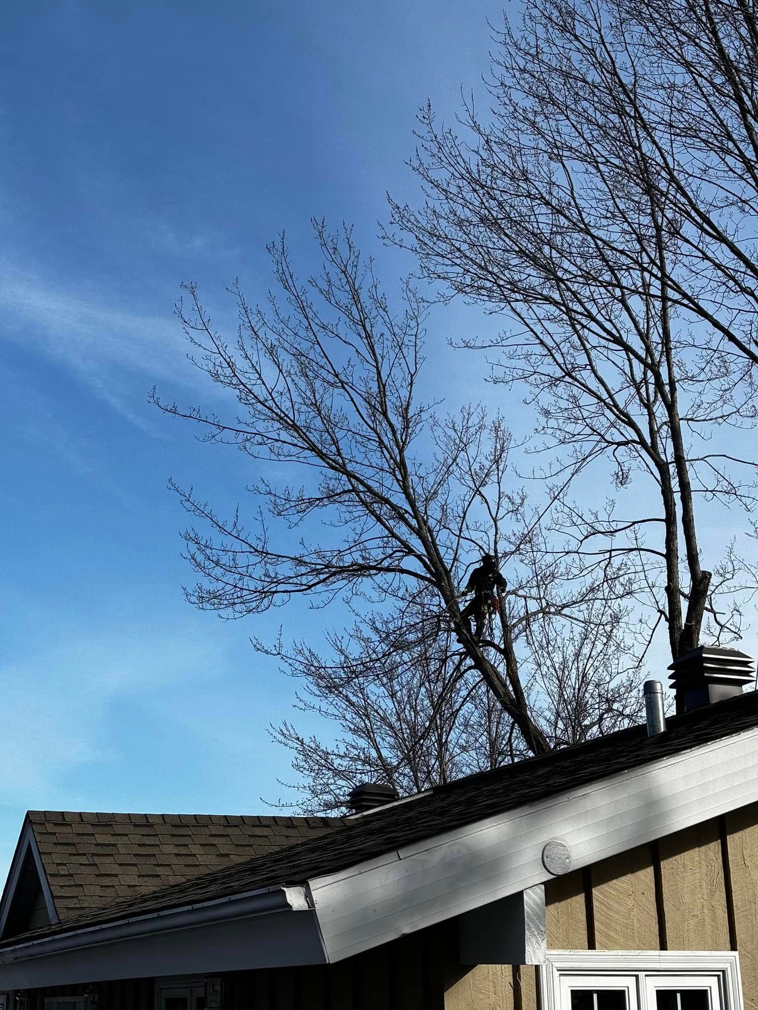 Person on tree branch, cutting limbs, next to a house under a blue sky.