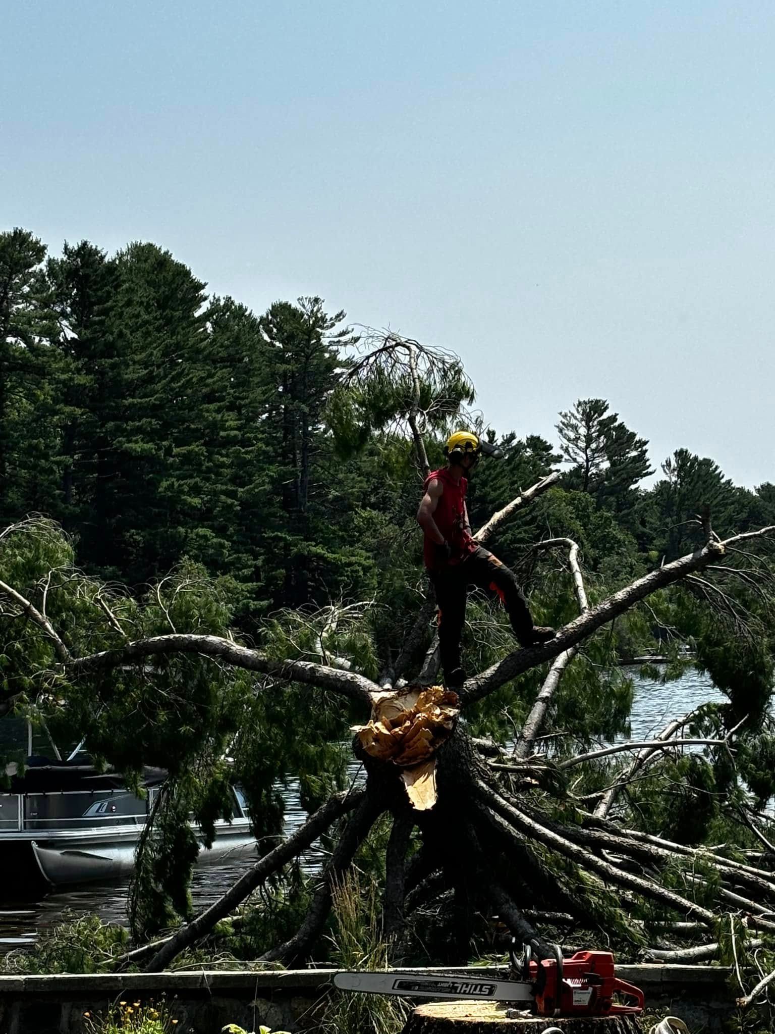 Arborist on a tree, cutting limbs. Chainsaw, yellow helmet, red shirt. Outdoors, sunny day.
