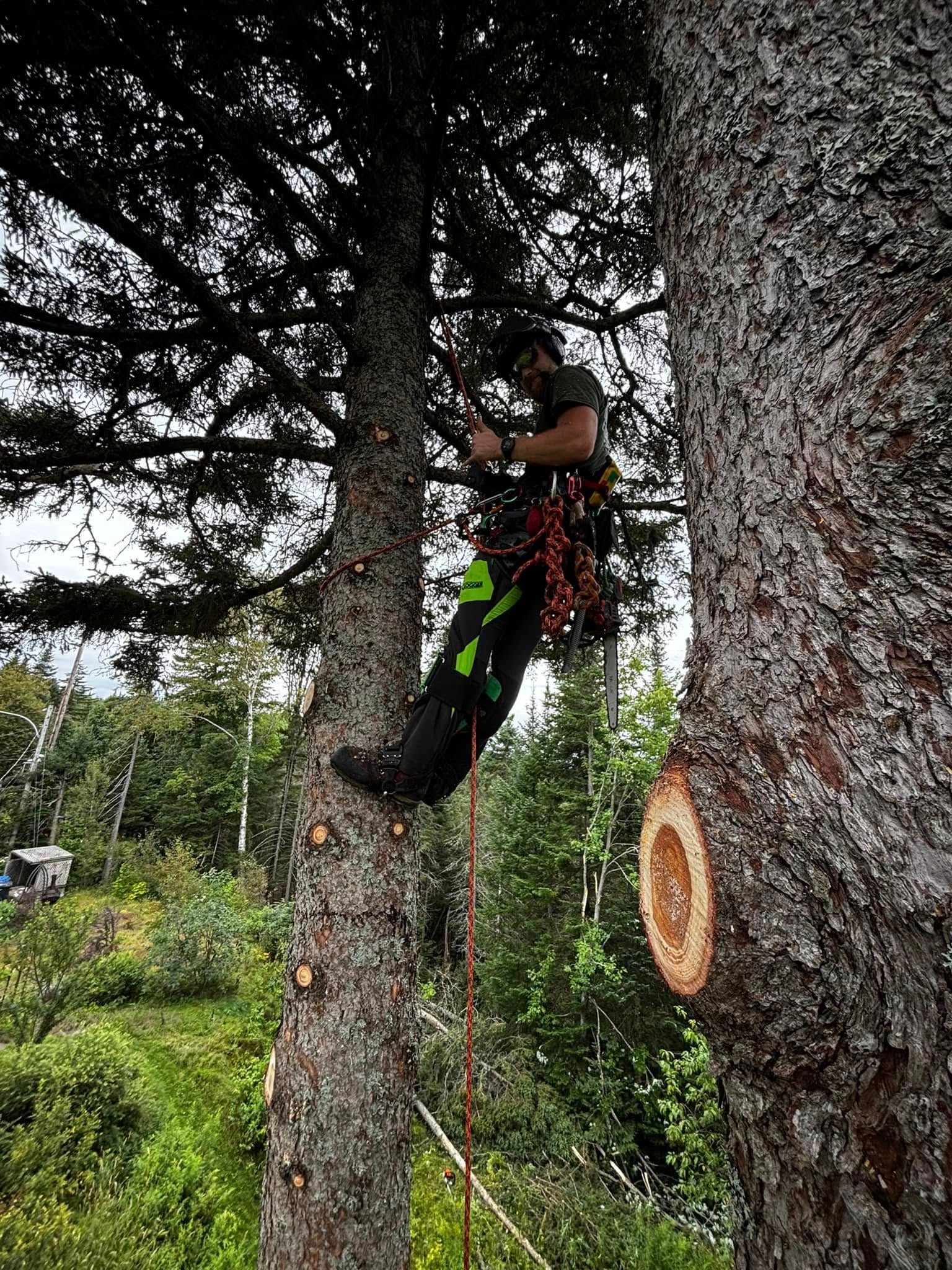 Arborist in safety harness trims a tree; cuts visible on trunk. Green foliage in background.