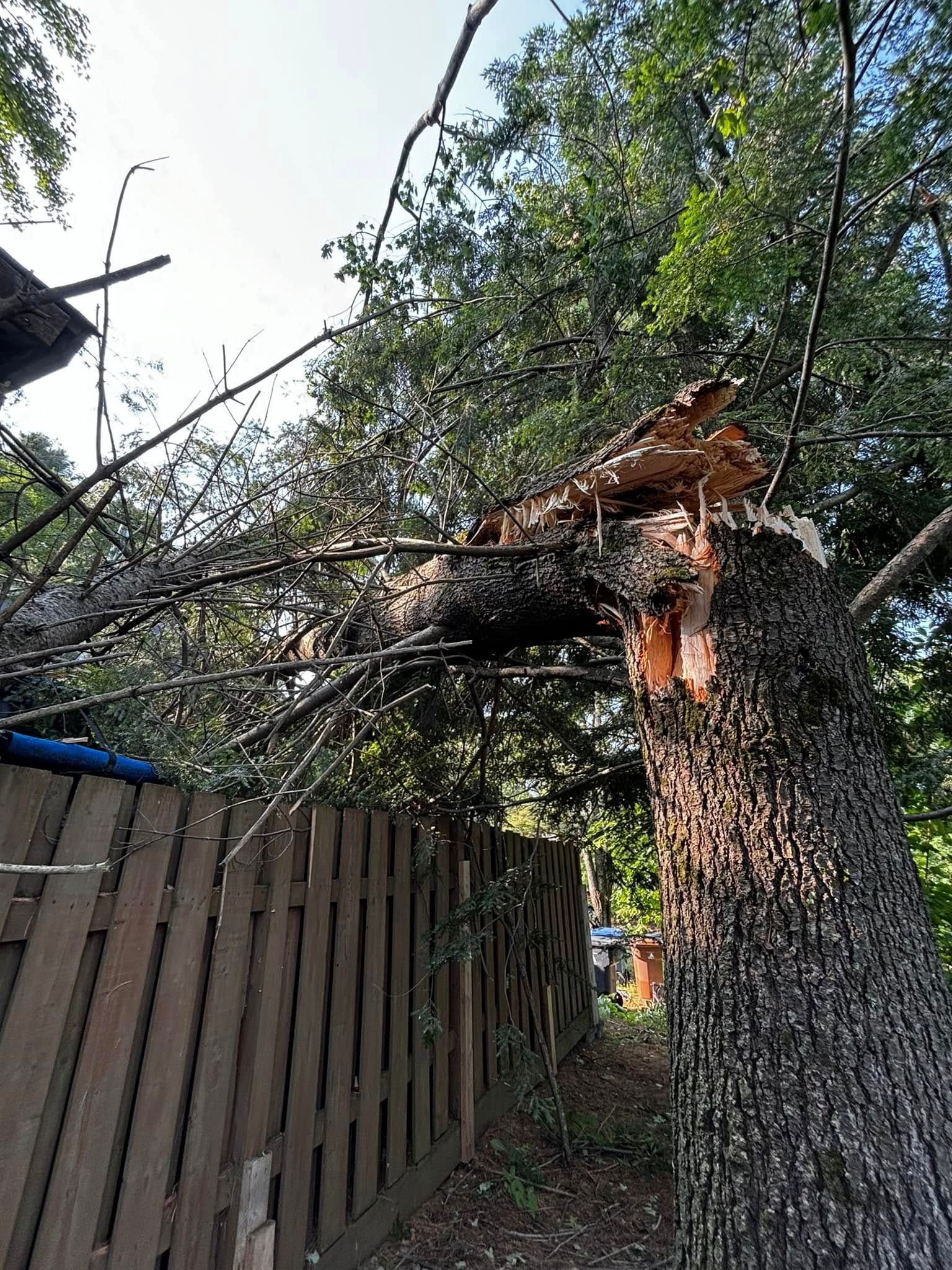 A large tree with a broken top over a wooden fence, under a partly cloudy sky.