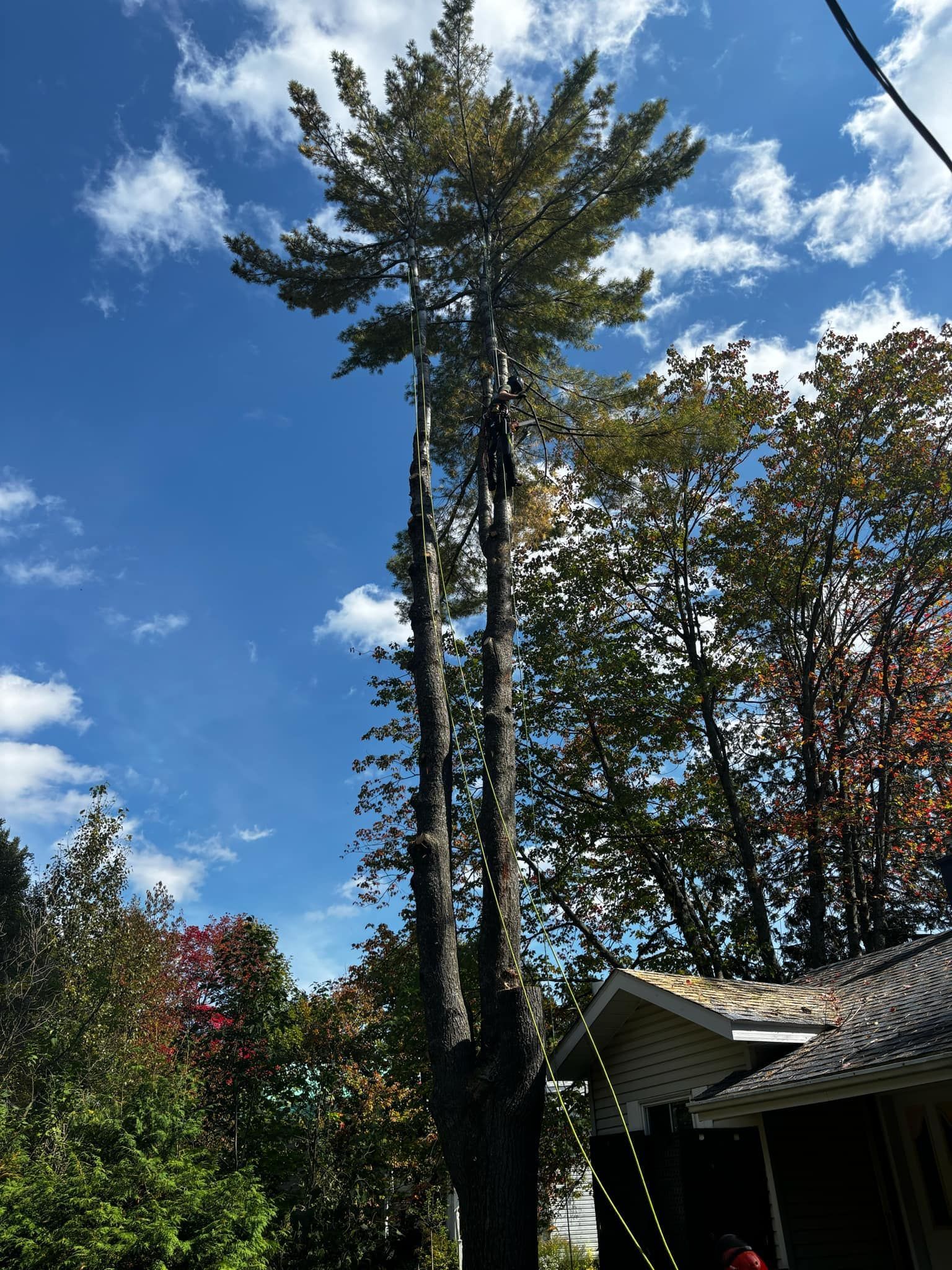 Tall tree with bare trunk, partly cut, reaching into a blue sky. Some green leaves remain at the top.