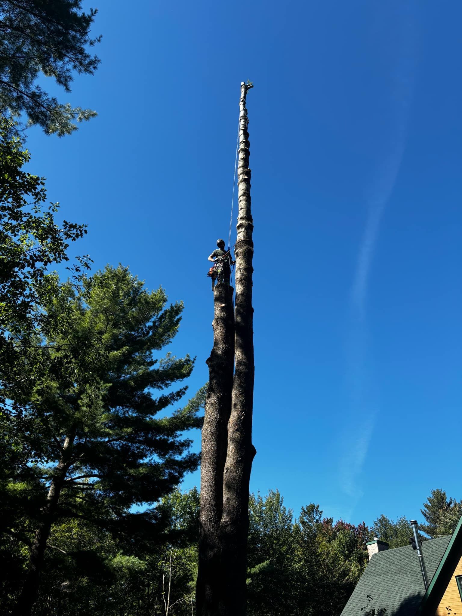 A tree trimmer atop a tall, bare tree trunk against a bright blue sky.
