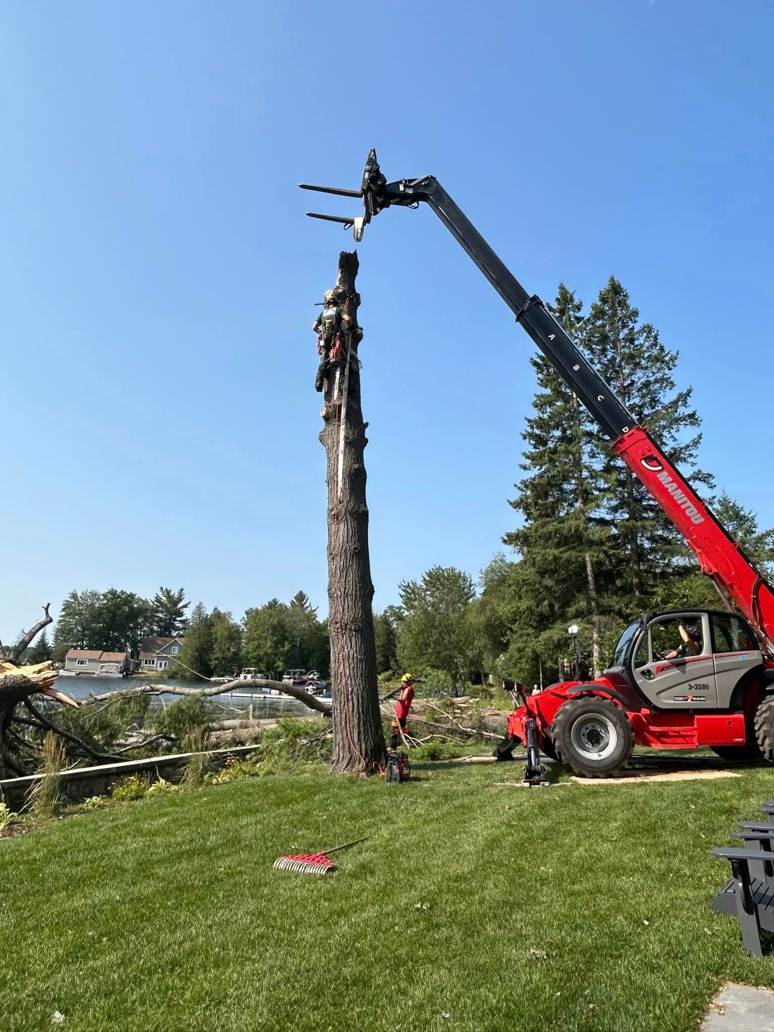 Workers using a red telehandler to dismantle a tall tree in a grassy yard, with water and trees in the background.