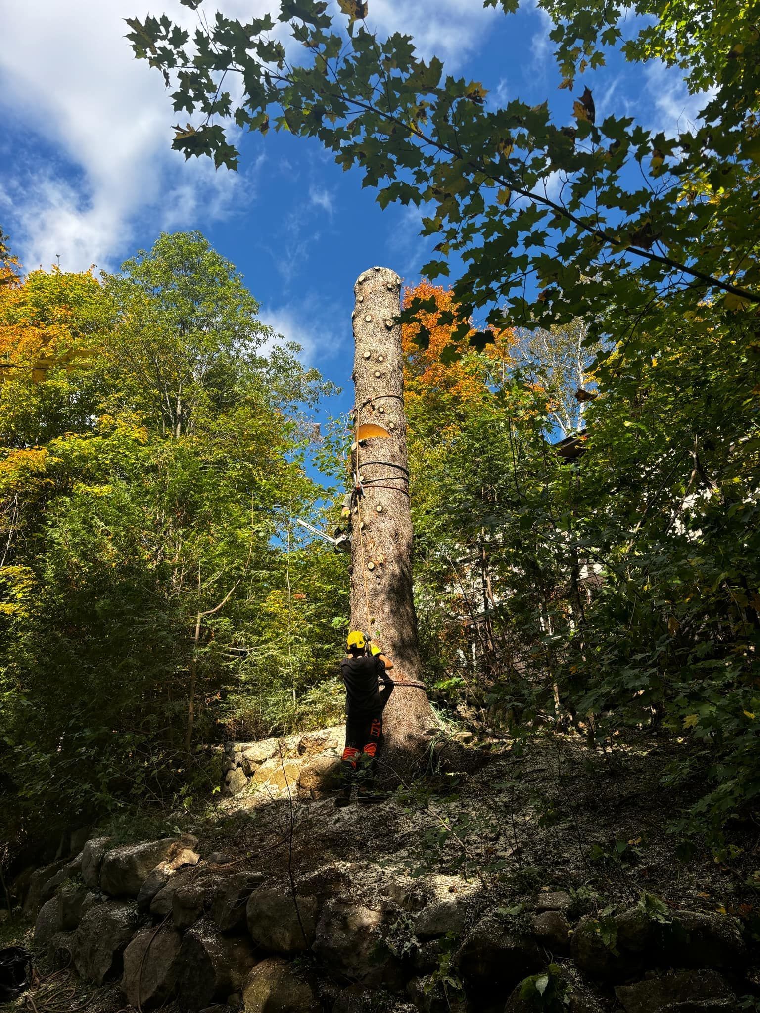 Arborist in safety gear cutting a tall tree trunk, surrounded by trees and a stone wall under a blue sky.
