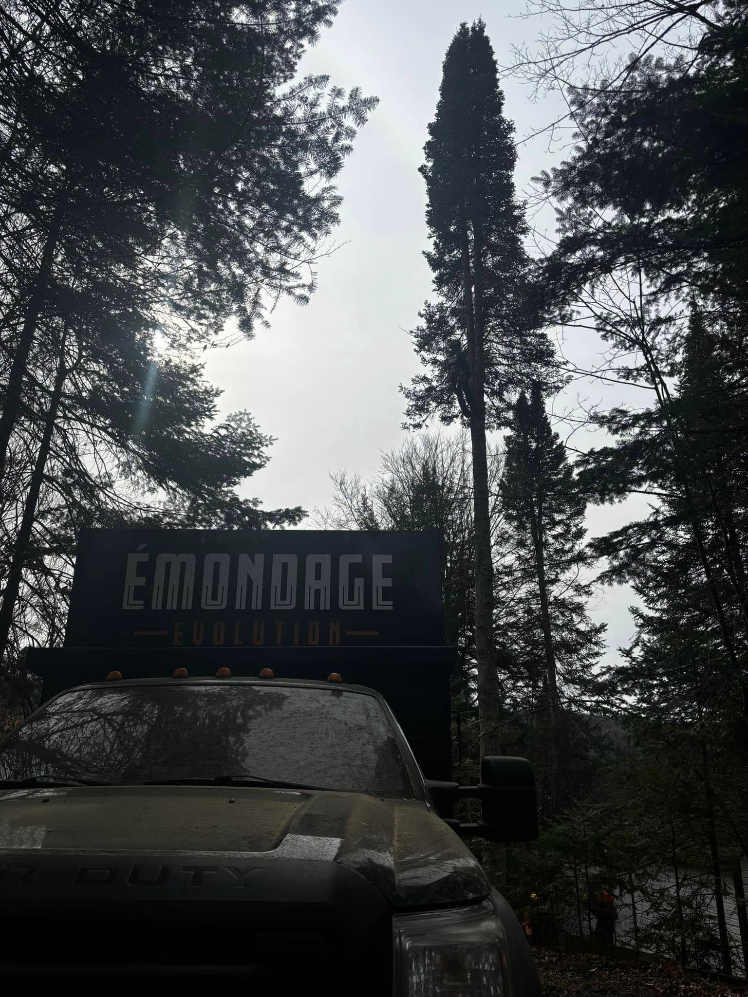 Truck in forest with