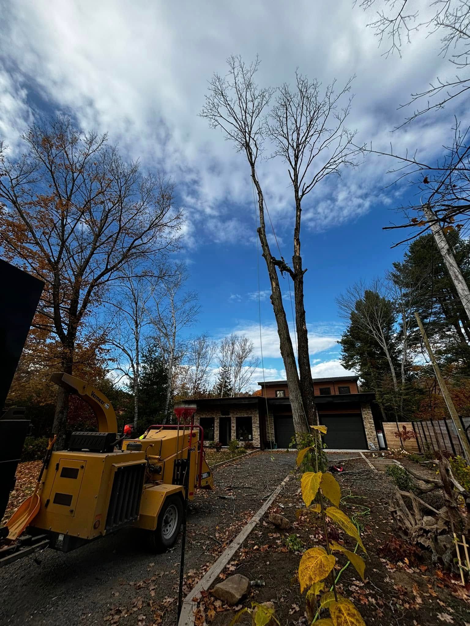 Tree trimming in progress; yellow wood chipper, partially trimmed tree, modern house, blue sky.