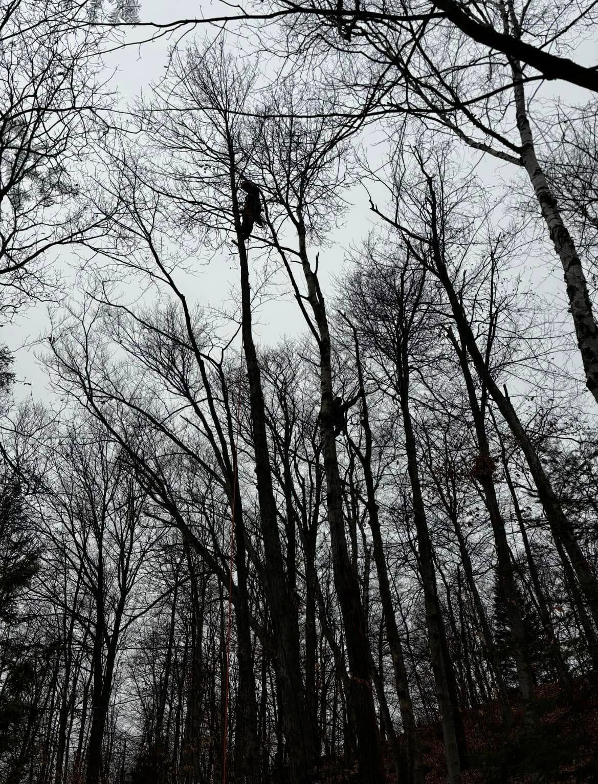 Two people climbing tall, bare trees against a cloudy sky.