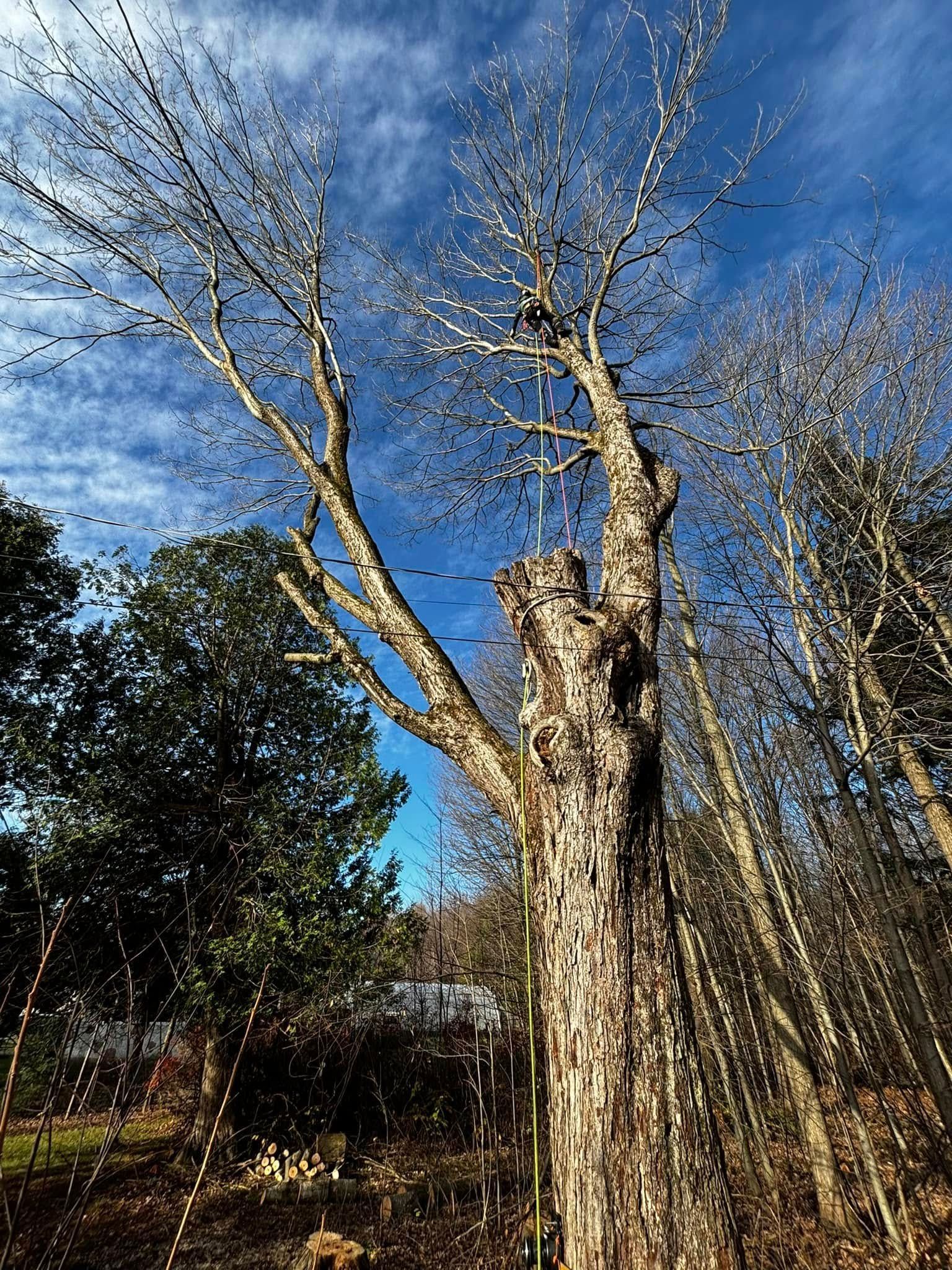 Bare tree trunk and branches against a blue sky with some wispy clouds. Forest background.