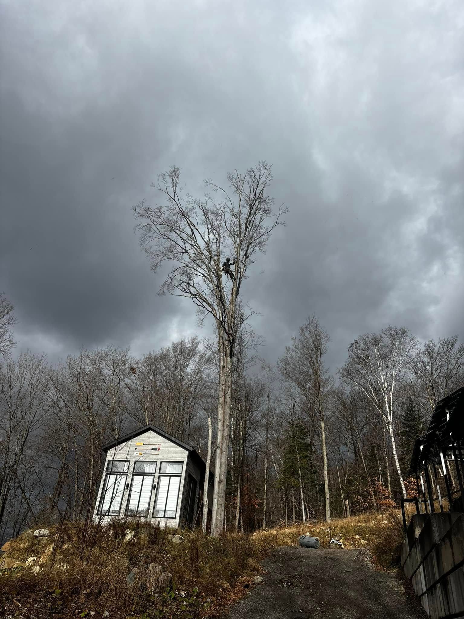 A stark, gray-toned landscape with a weathered building, bare trees, and a stormy sky overhead.