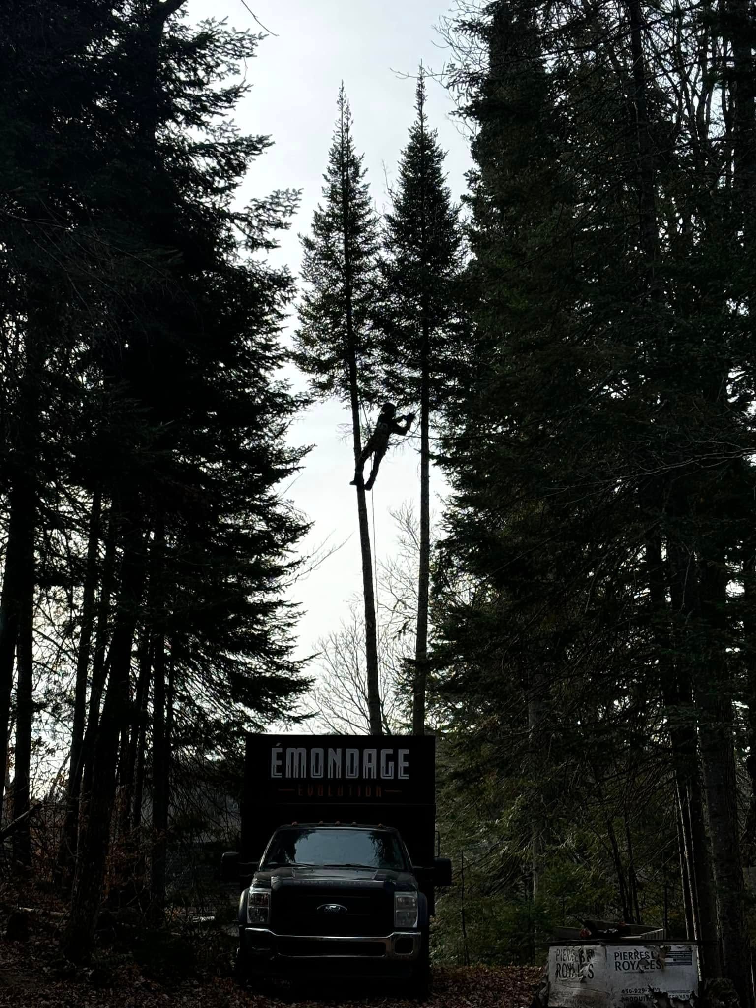 Man in tree trimming, truck with