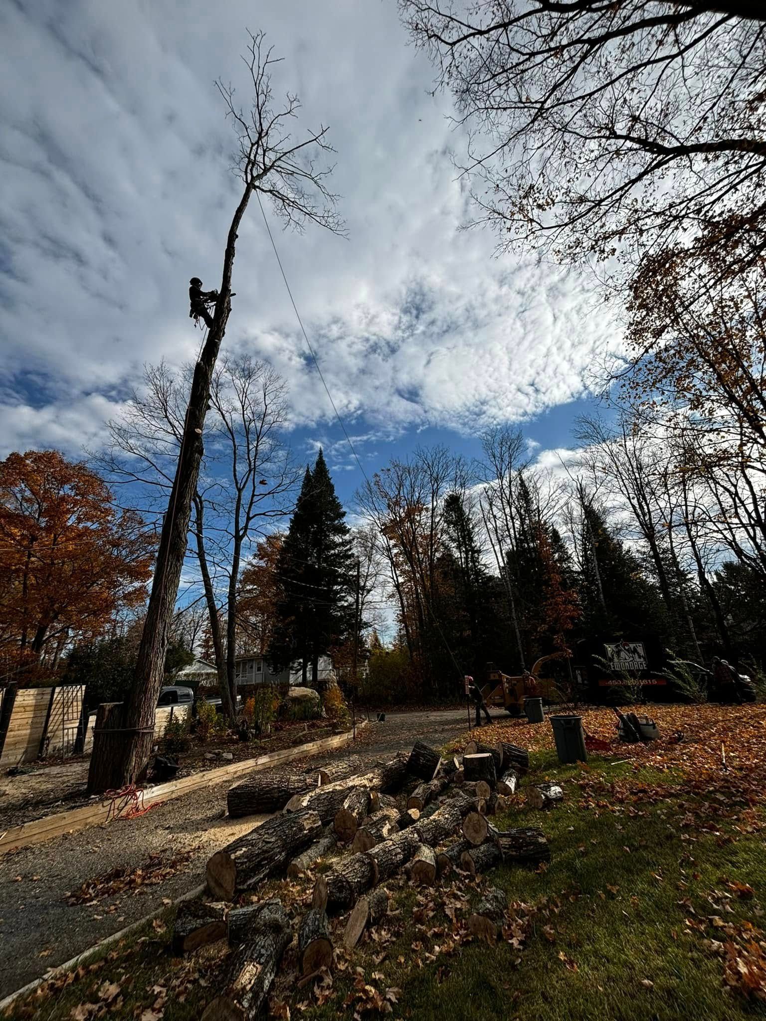 Arborist atop a tall tree against a cloudy sky, trimming branches. Logs and debris on the ground.