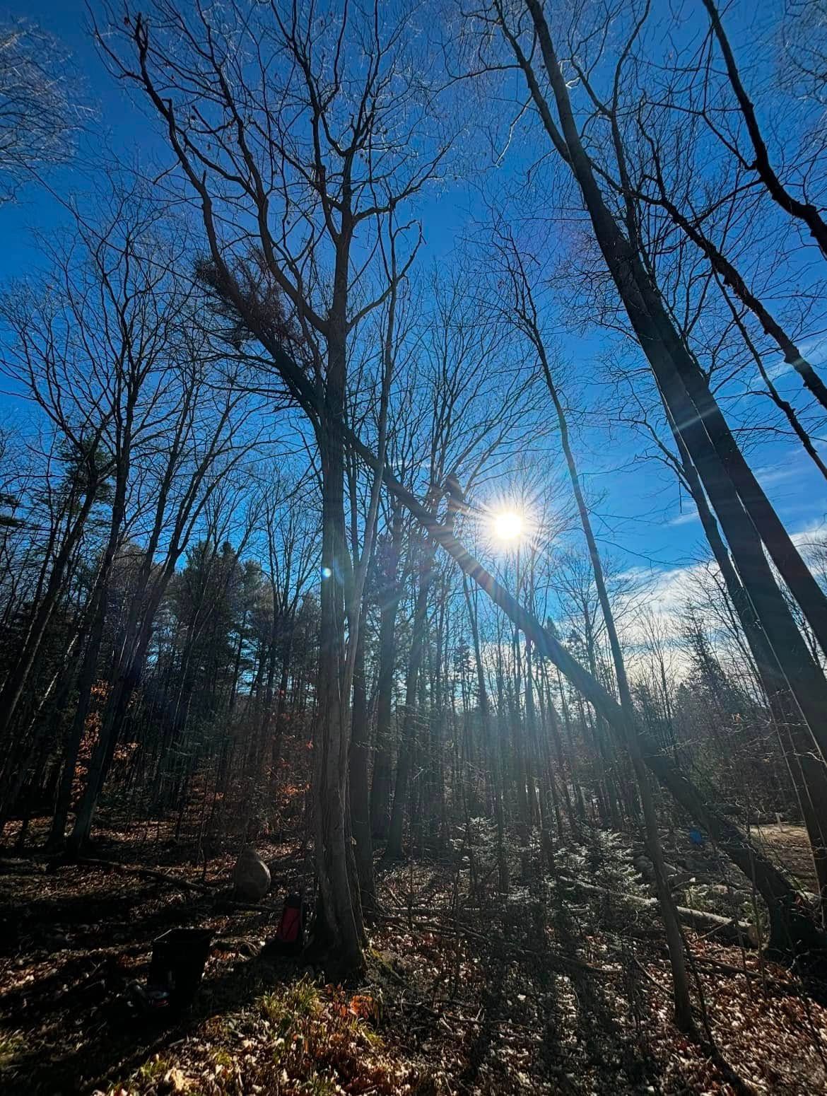 Sunlight streams through bare trees against a bright blue sky.