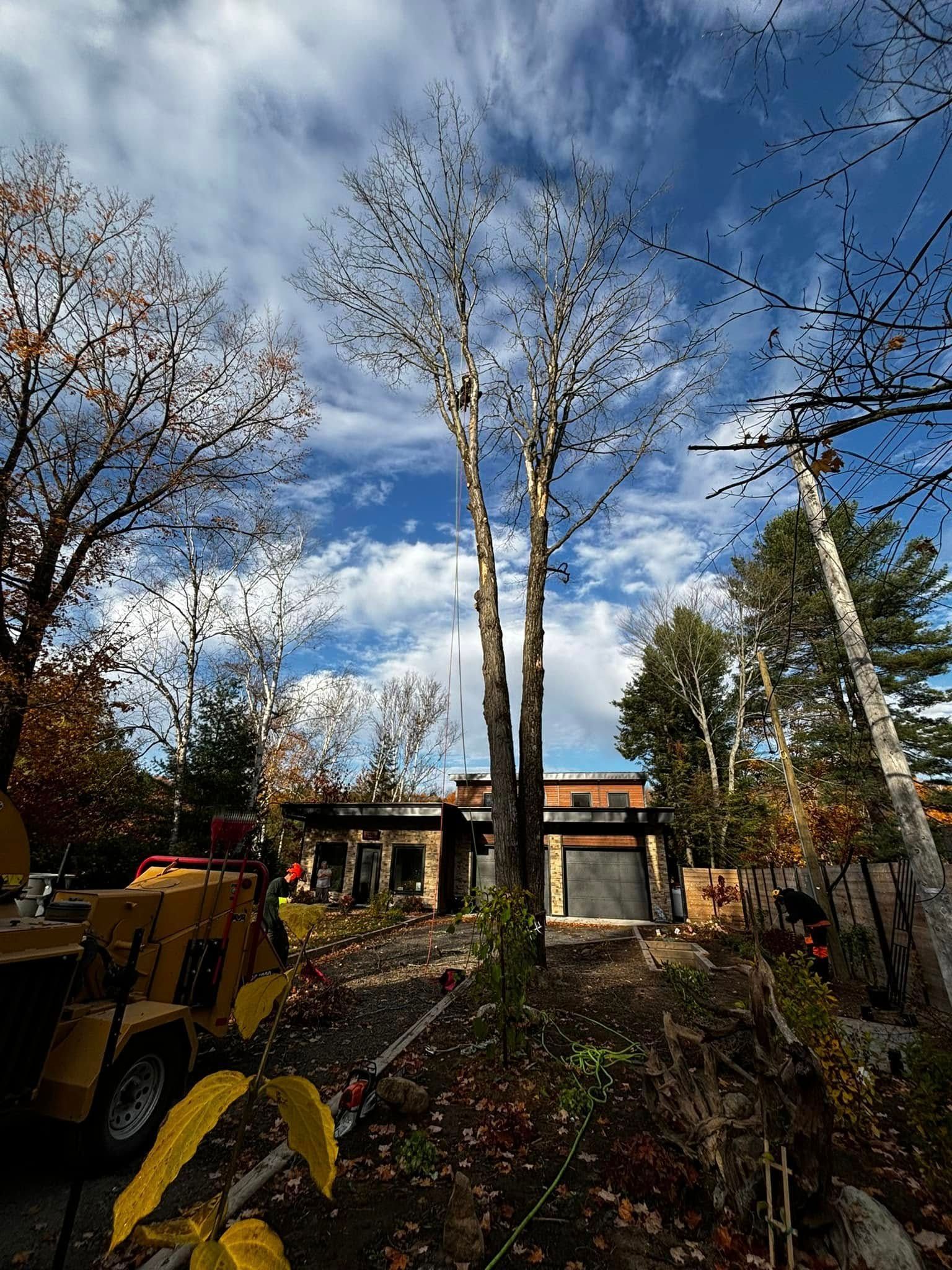 Two tall trees in front of a house, sky filled with clouds, fallen leaves, yellow stump grinder on the left.