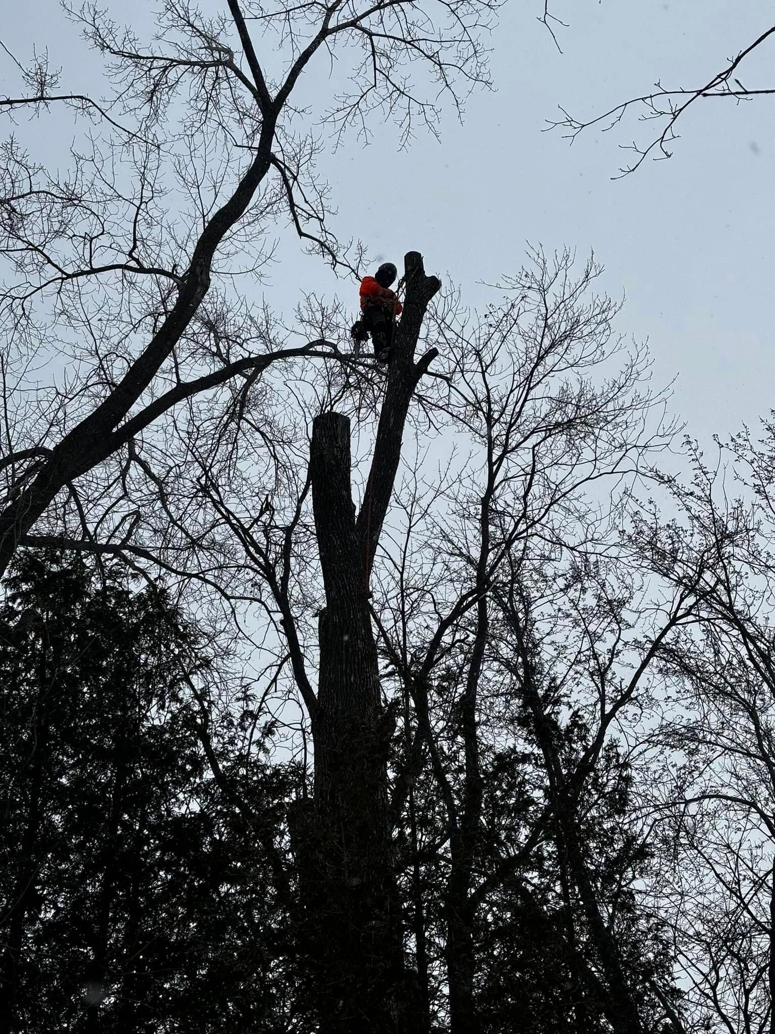 Arborist in safety gear atop tall tree, cutting branches against cloudy sky.