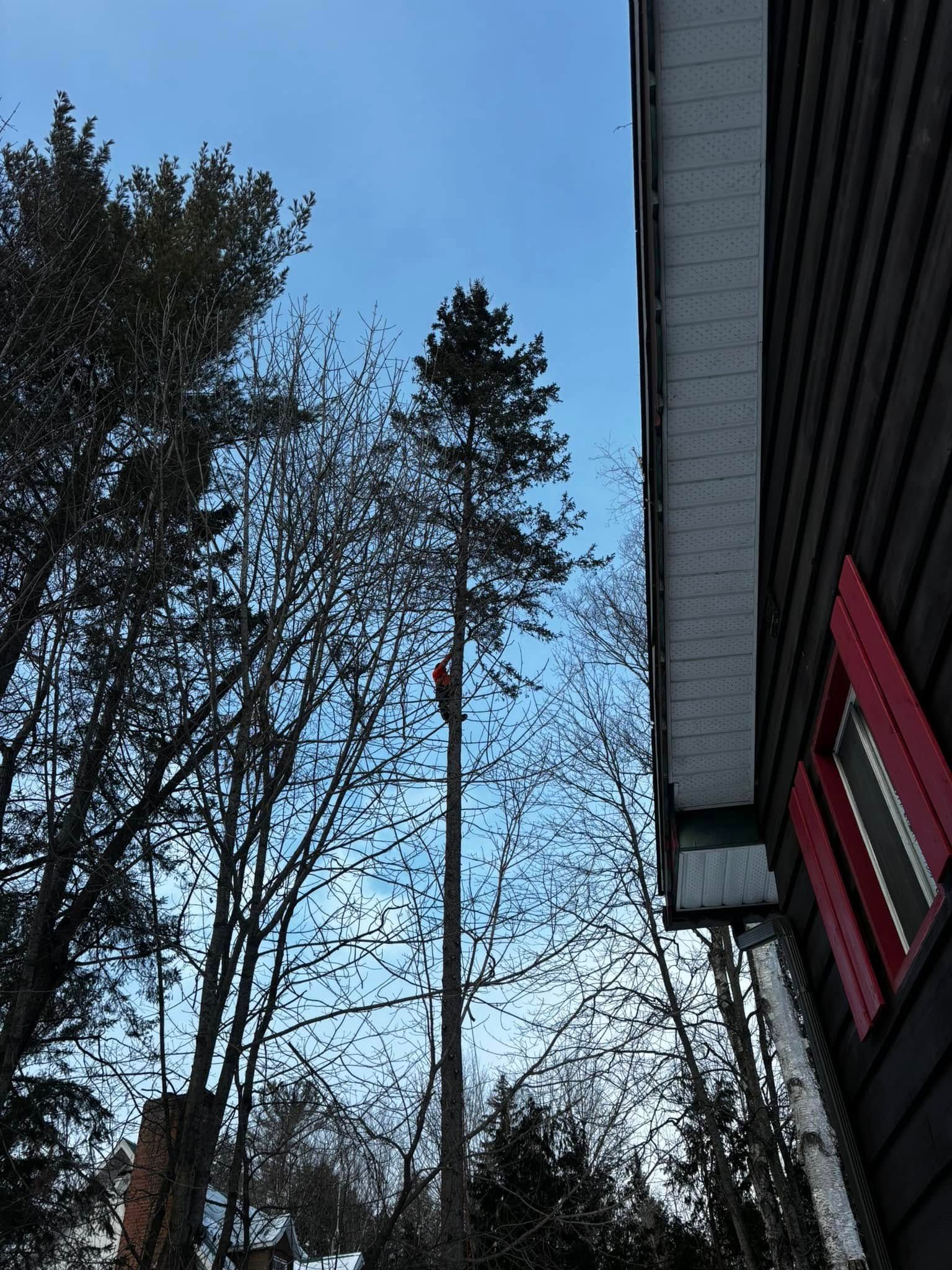 A person in a tree, next to a house, under a blue sky.