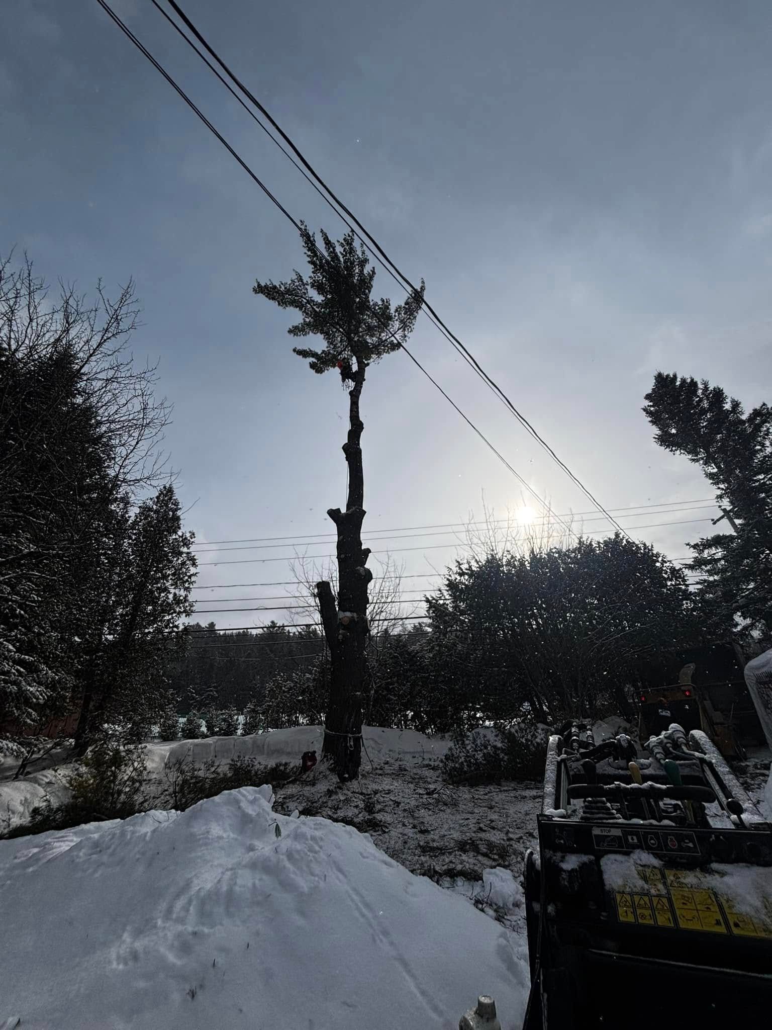 Tree trimmed near power lines with snow and bright sunlight.