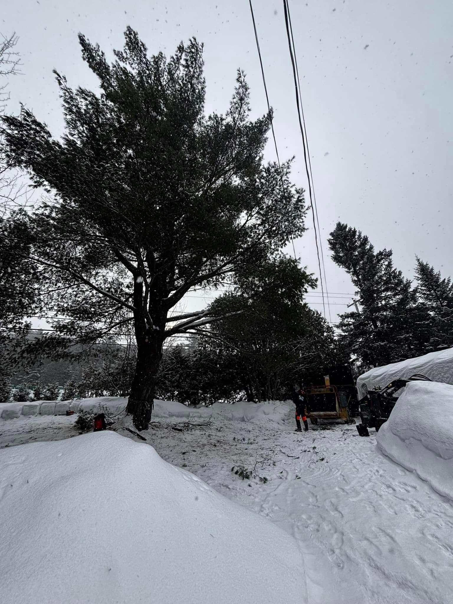Snow-covered hillside with a large tree in the center. Lines of water or ice descend from above.