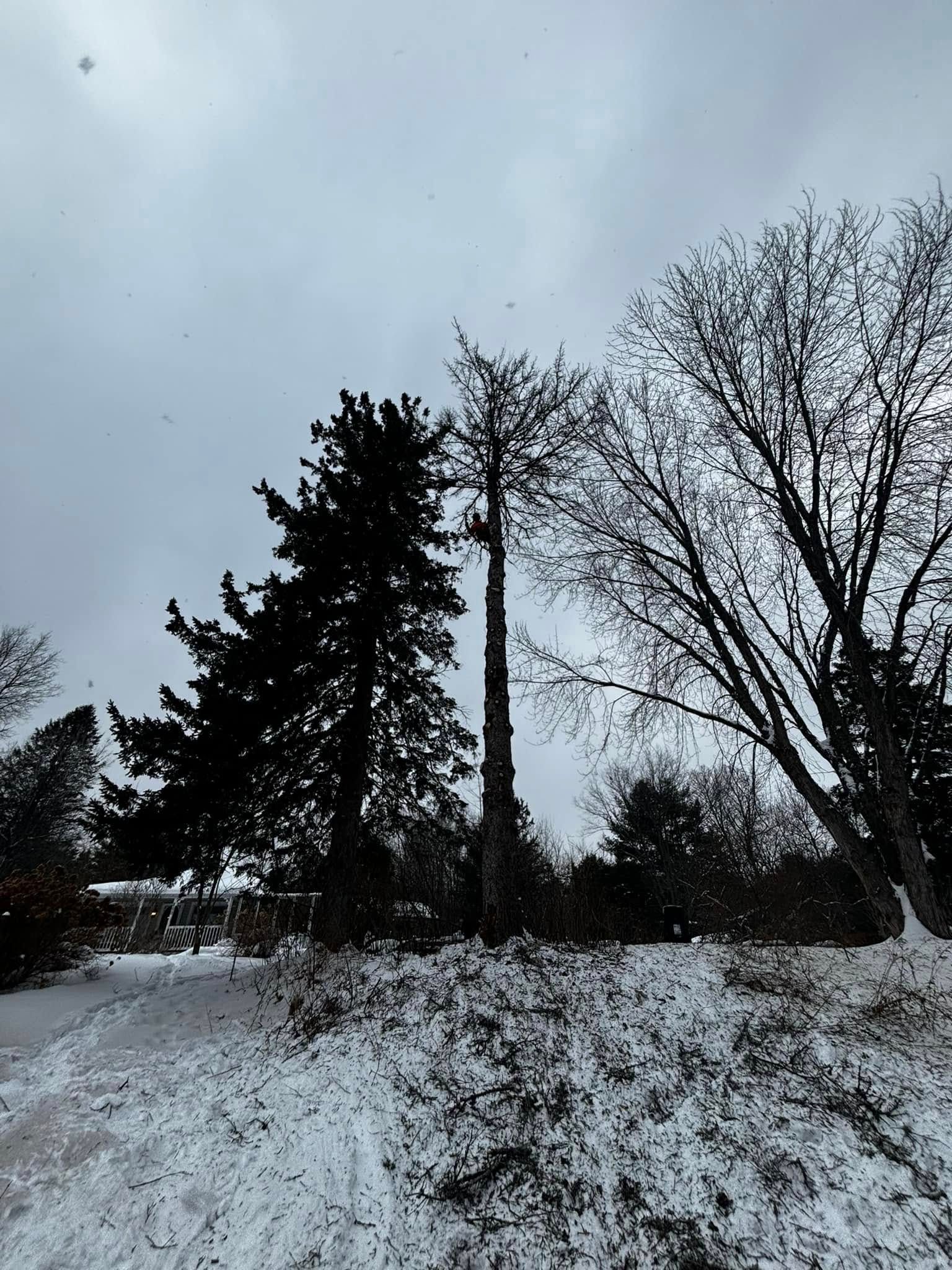 Snowy landscape with dark trees silhouetted against a gray sky. A path is visible in the foreground.