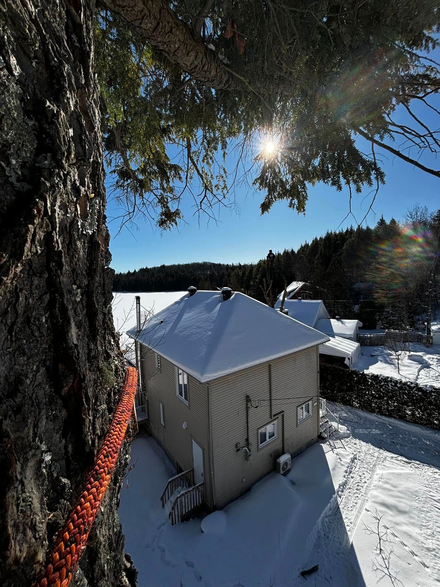 A snowy scene with a building and a lake visible, taken from a tree with an orange rope attached.