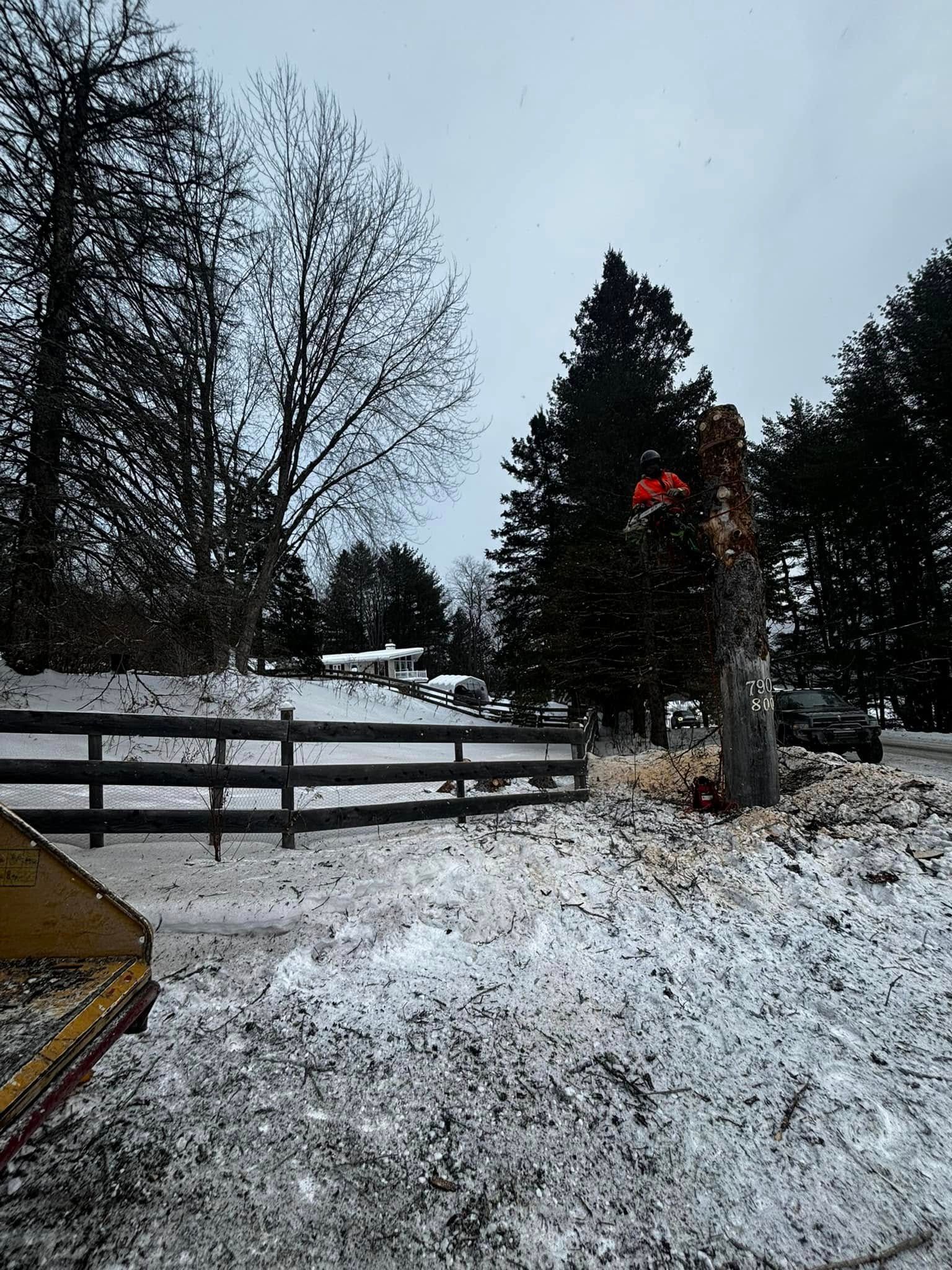 A tree being cut down in a snowy landscape near a wooden fence and bare trees.