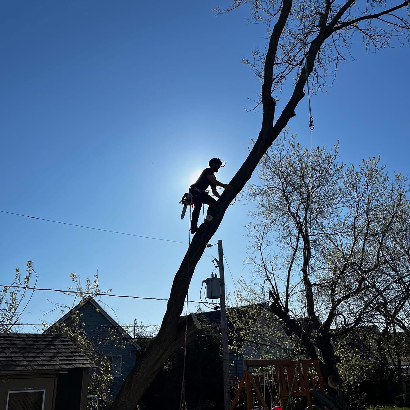 Arborist silhouetted against the sun, climbing a tree with a chainsaw, near buildings and power lines.
