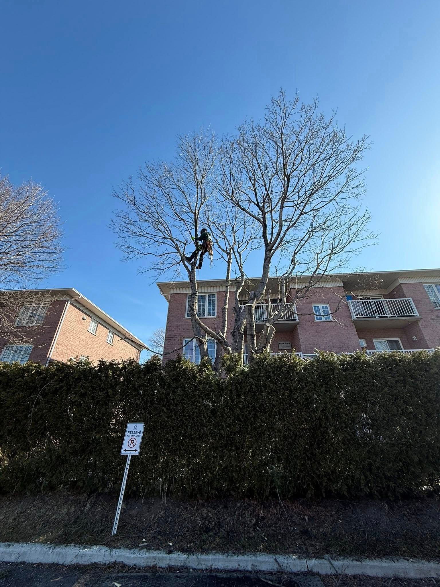 Arborist in a tree, trimming branches, next to a red brick building on a sunny day.