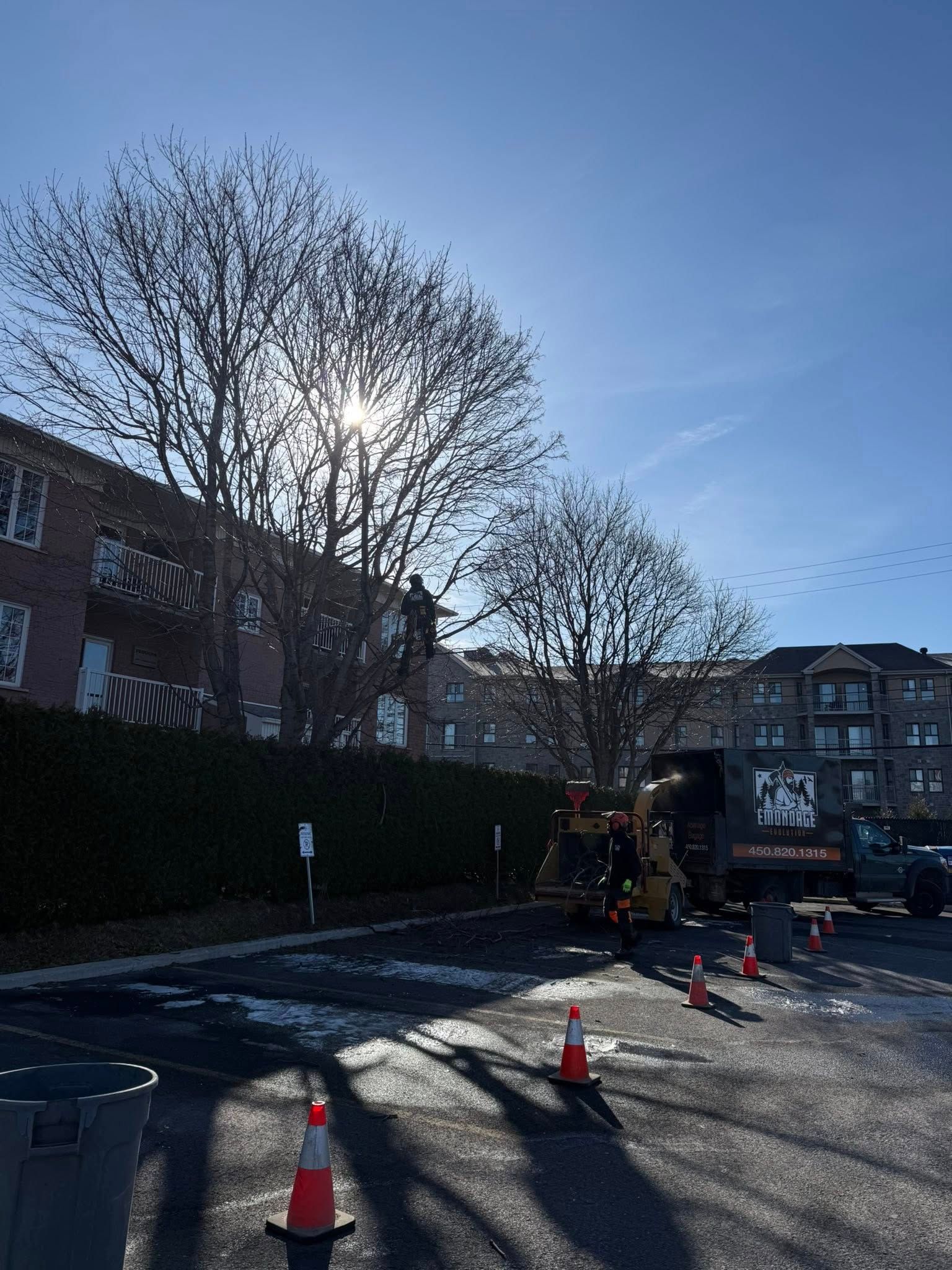 Tree trimming in progress with equipment in a parking lot, buildings and a sunny sky in the background.