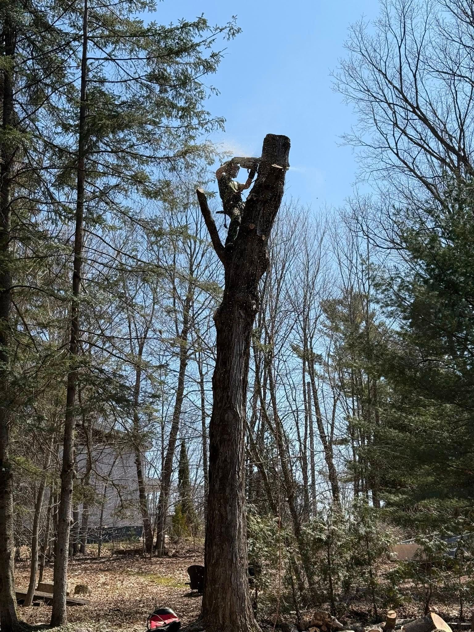 A tall tree stump with a chainsaw cutting the top. Surrounded by trees and a blue sky.