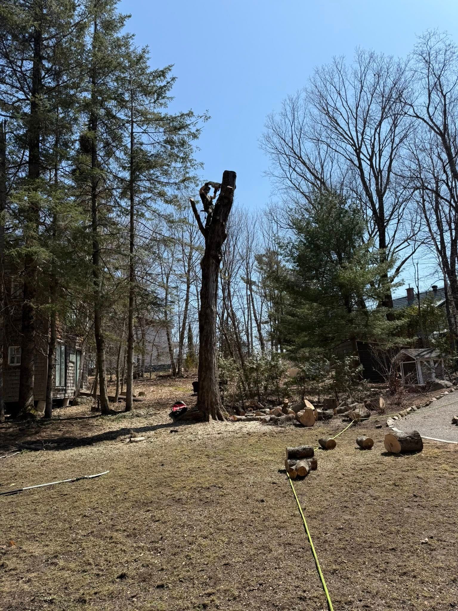 Person cutting down a tall tree in a yard. Chunks of wood and felled branches are scattered nearby on a sunny day.