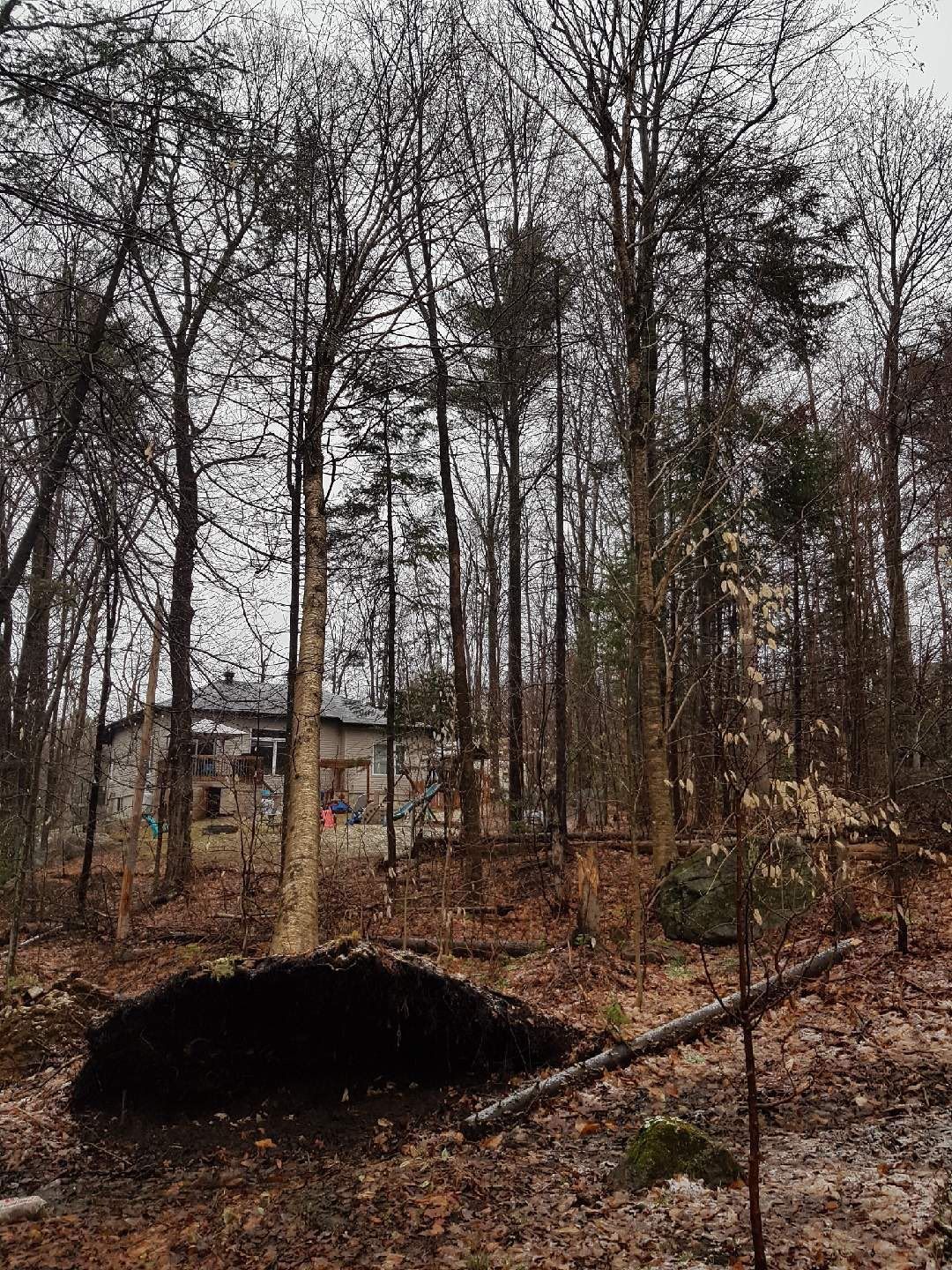 Forest landscape with bare trees, overcast sky, and a distant building.