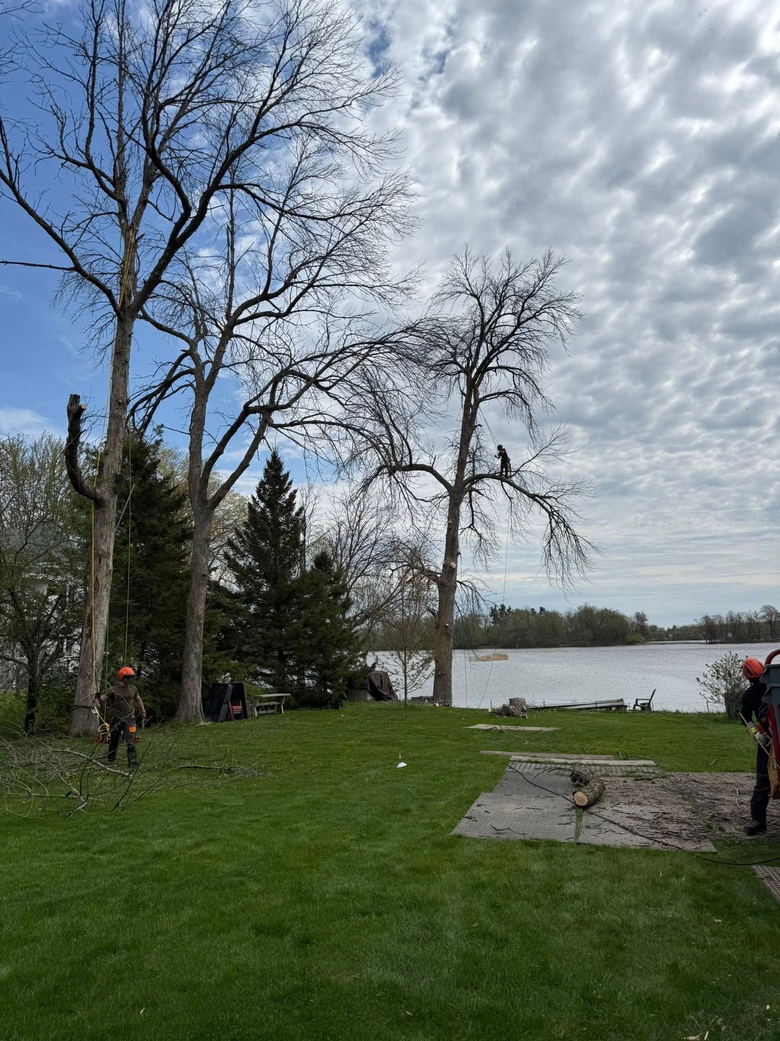 Tree service trimming trees by a lake.