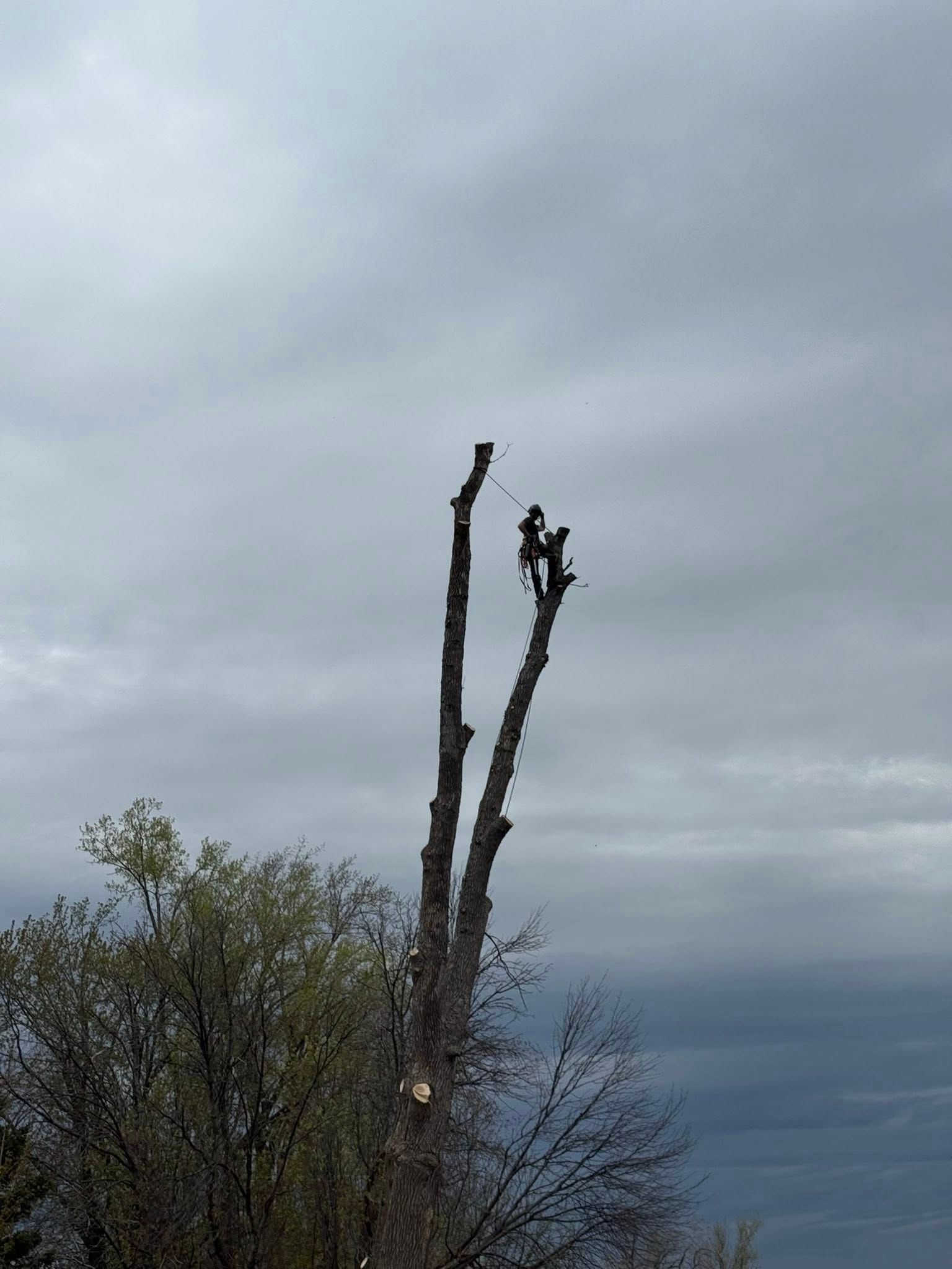 Two tree trimmers atop a partially cut tree, working against a cloudy sky.