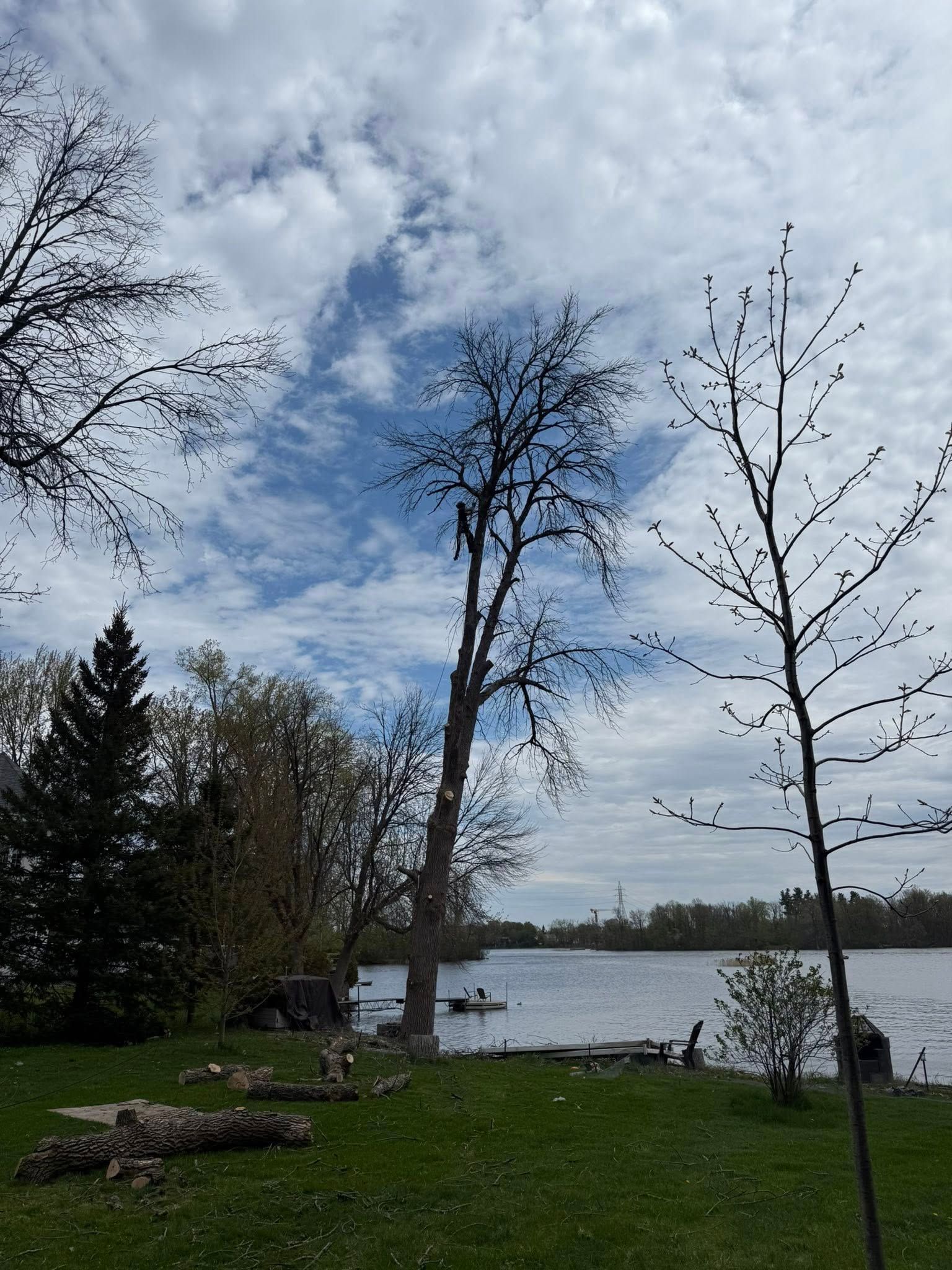 Lakeside view with trees, grass, and a cloudy blue sky. A few logs on the grass in the foreground.
