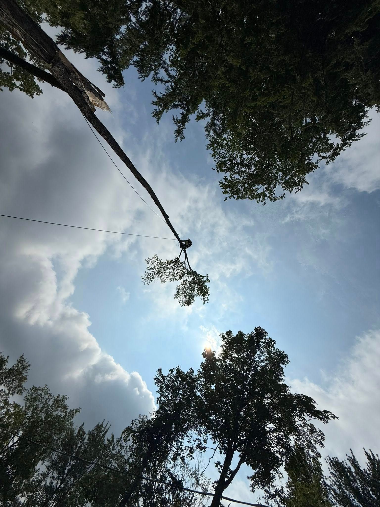 Looking up at a bright sky through tree branches, with a suspended rope and small leafy cluster.