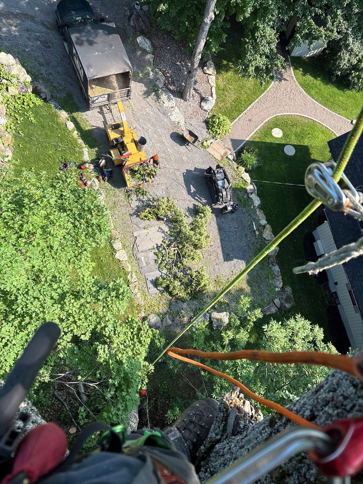 View from tree climber's perspective; equipment below; green foliage, yellow equipment, gravel path, and building.